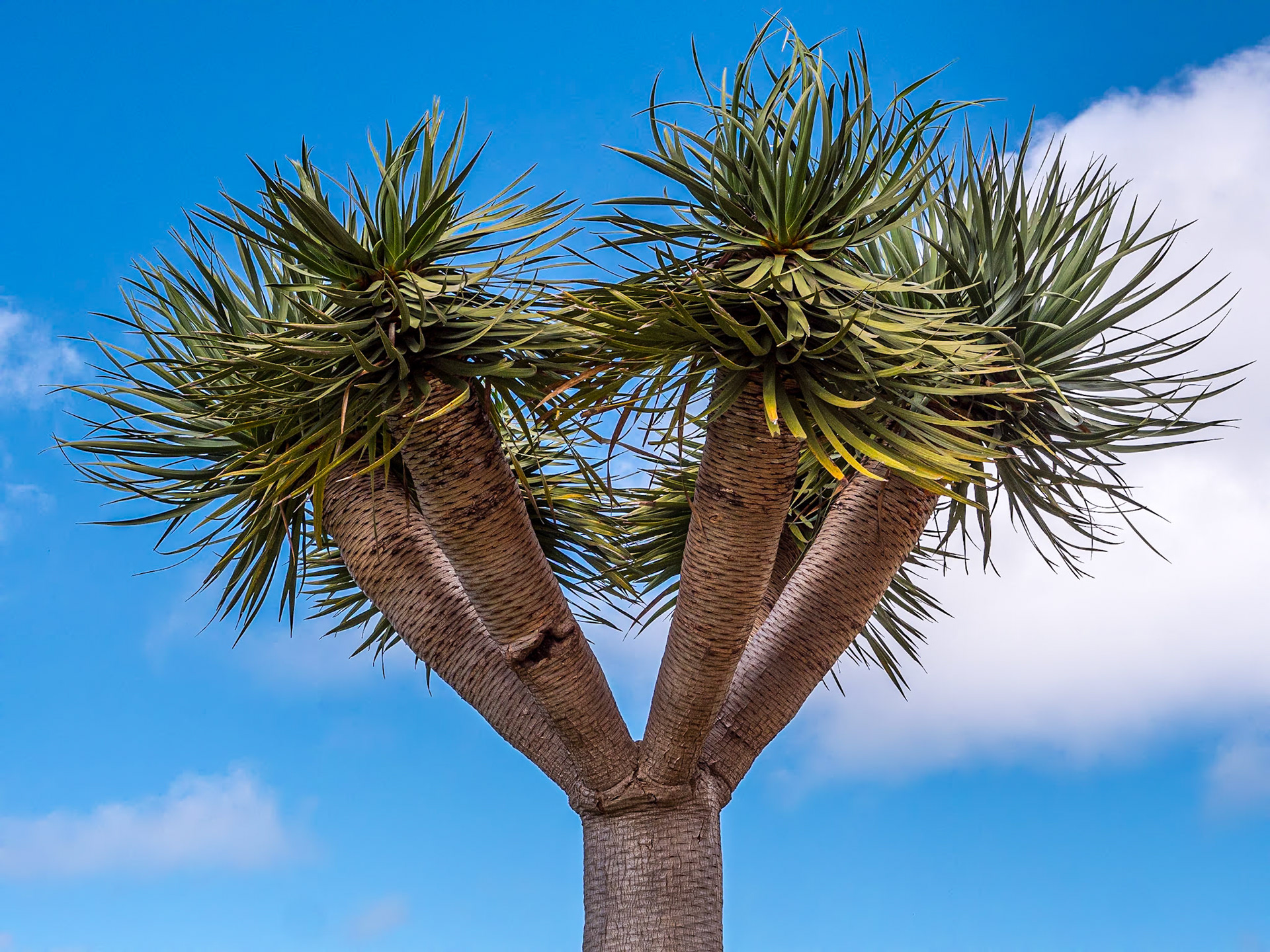 Parque natural EL Montillo, La Matanza de Acentejo, Tenerife, 24 Feb 2023
