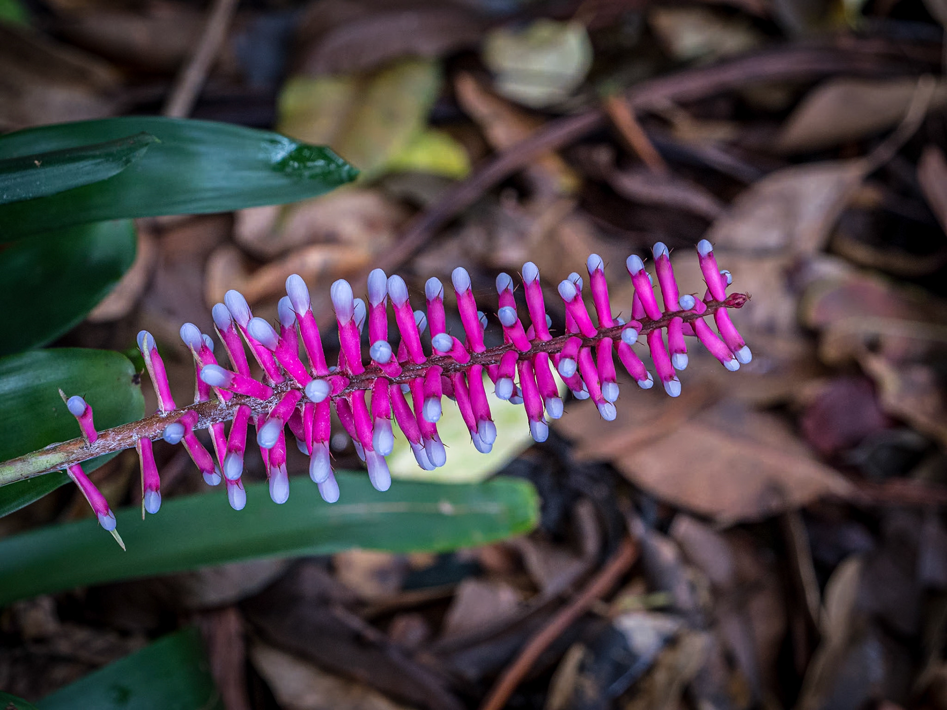 Wahiawa Botanical Garden, O'ahu, Hawaii, 29 Jan 2024
