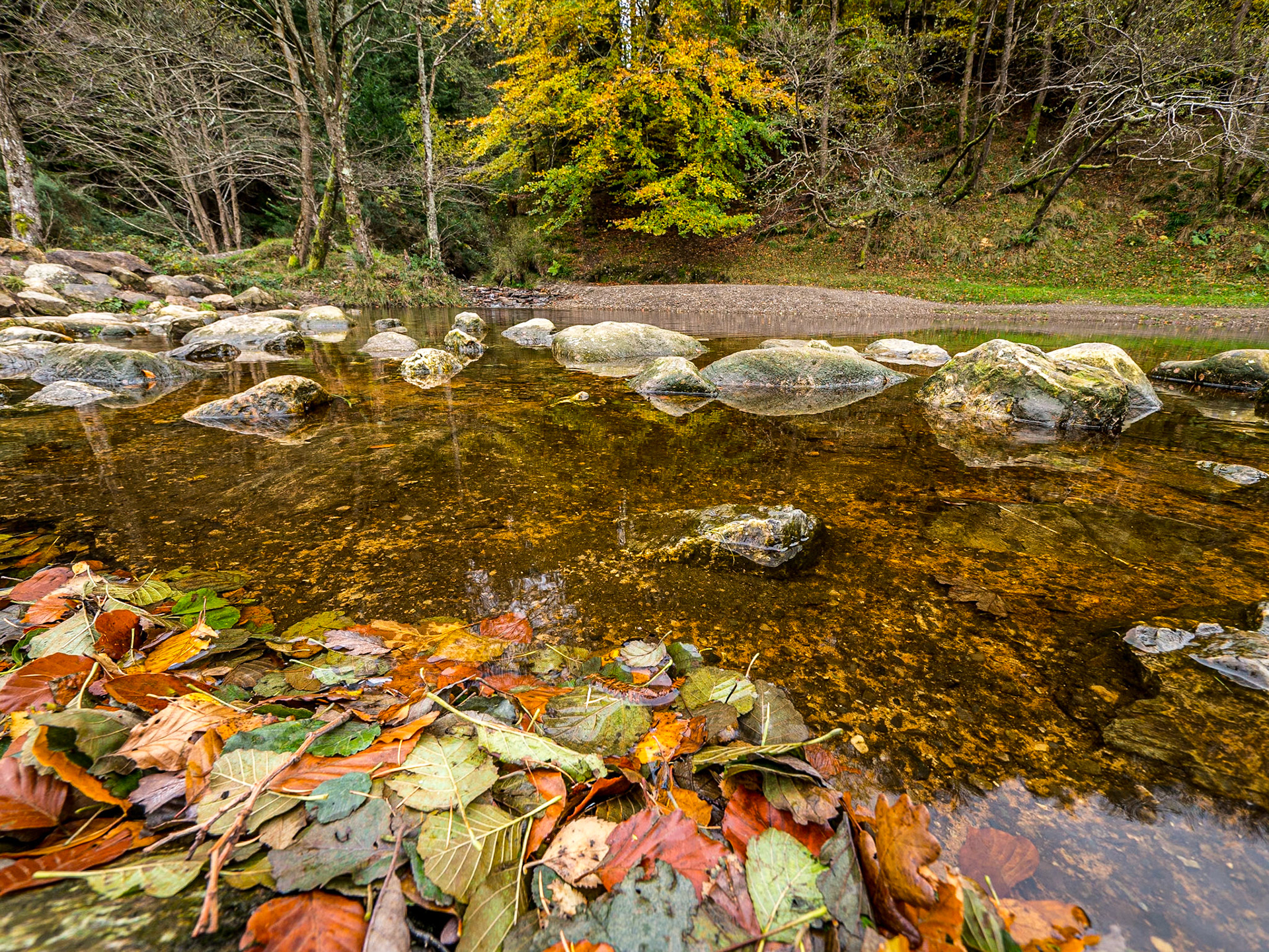 Djouce Woods, Co Wicklow, 8 Nov 2017