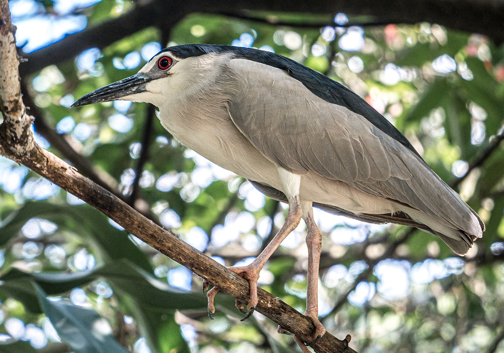 Kuala Lumpur Bird Park, 1 Jun 2017