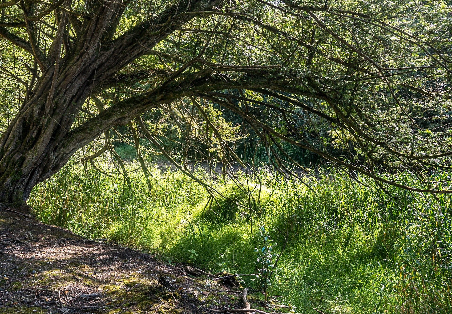 Emo Court Demesne, Co Laois, 28 Aug 2016