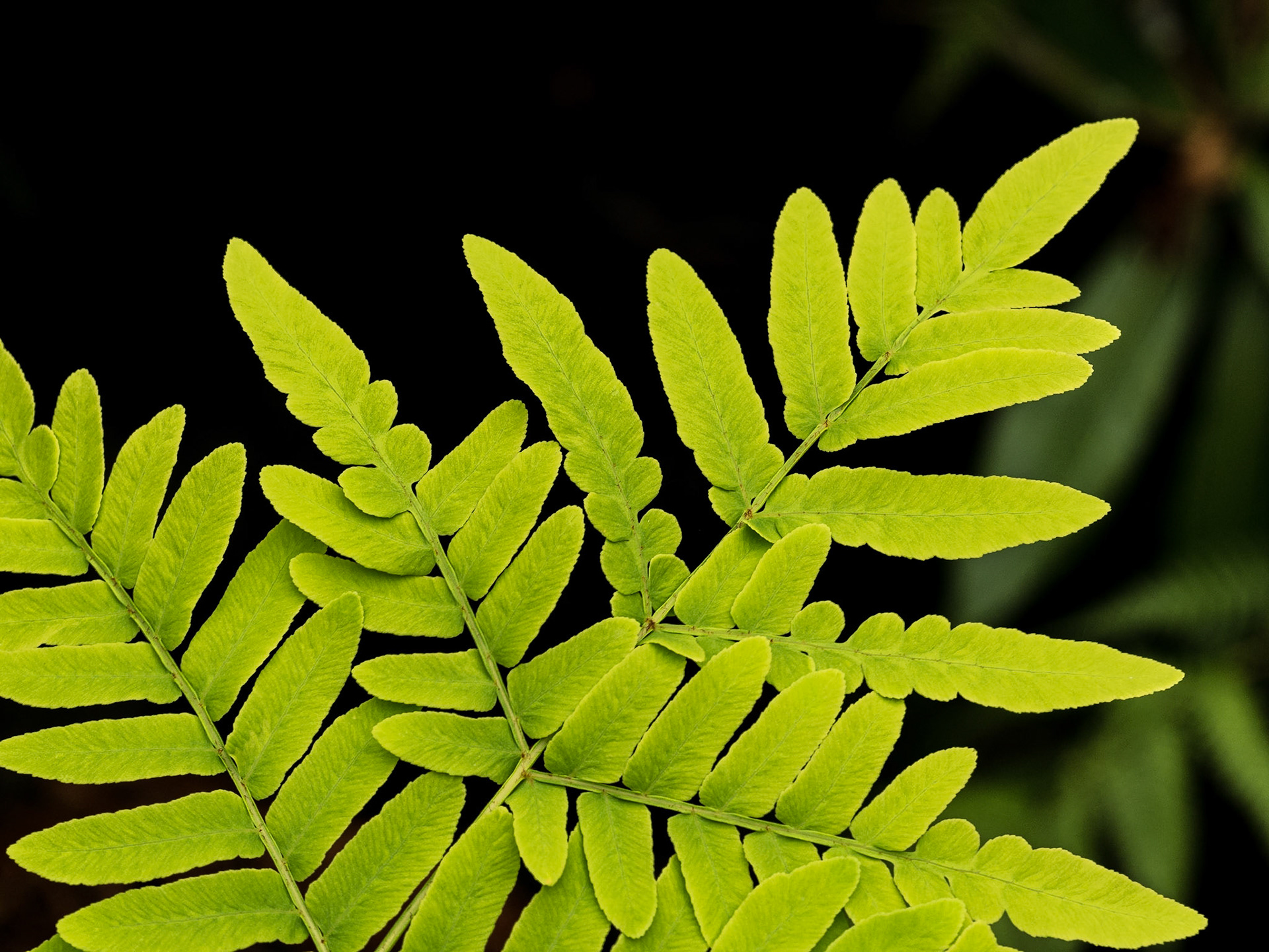 Botanic Gardens, Dublin, 8 Jul 2016