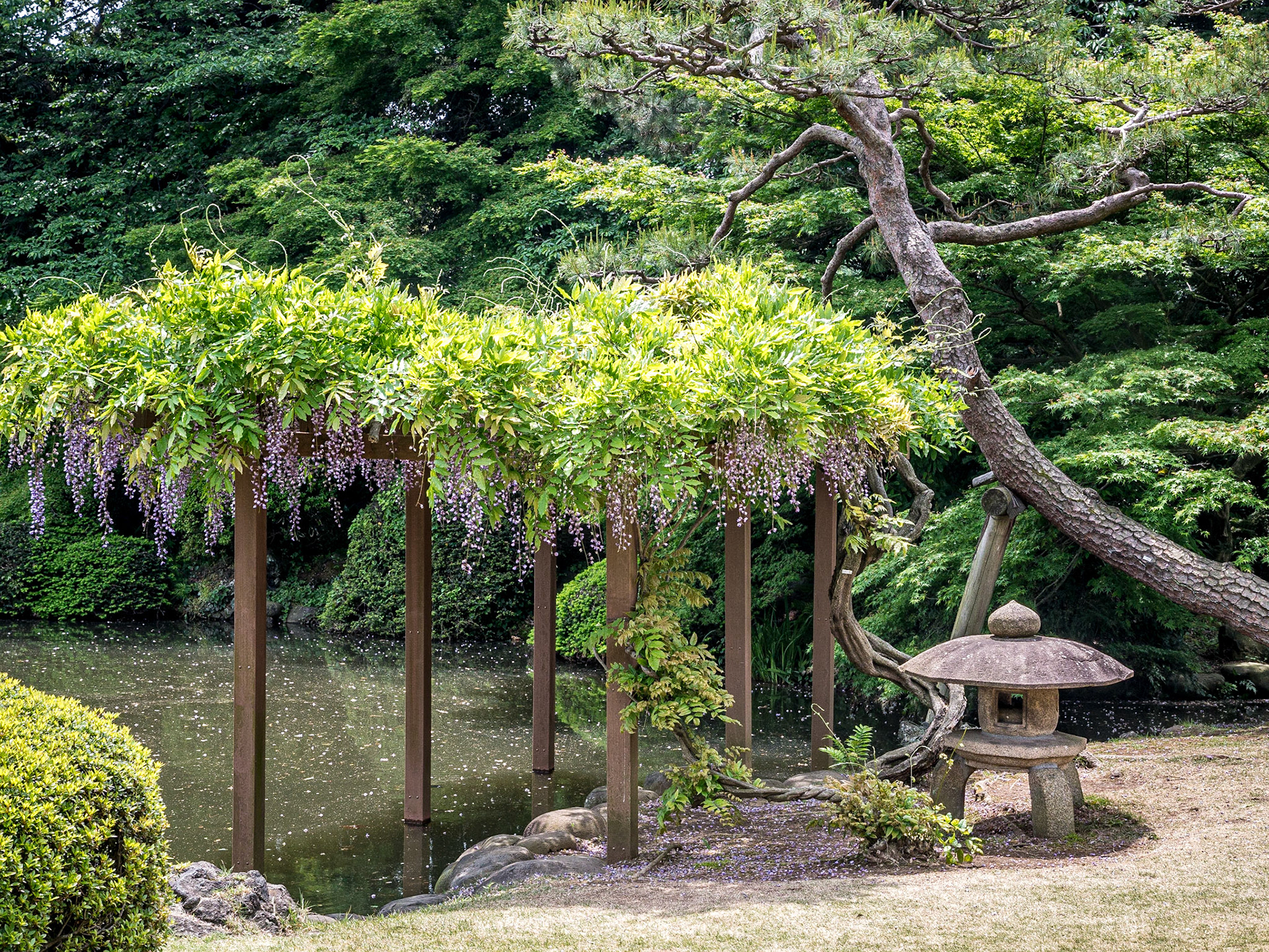 Japanese garden, Shinjuku Gyoen National Garden, Tokyo, 3 May 2016
