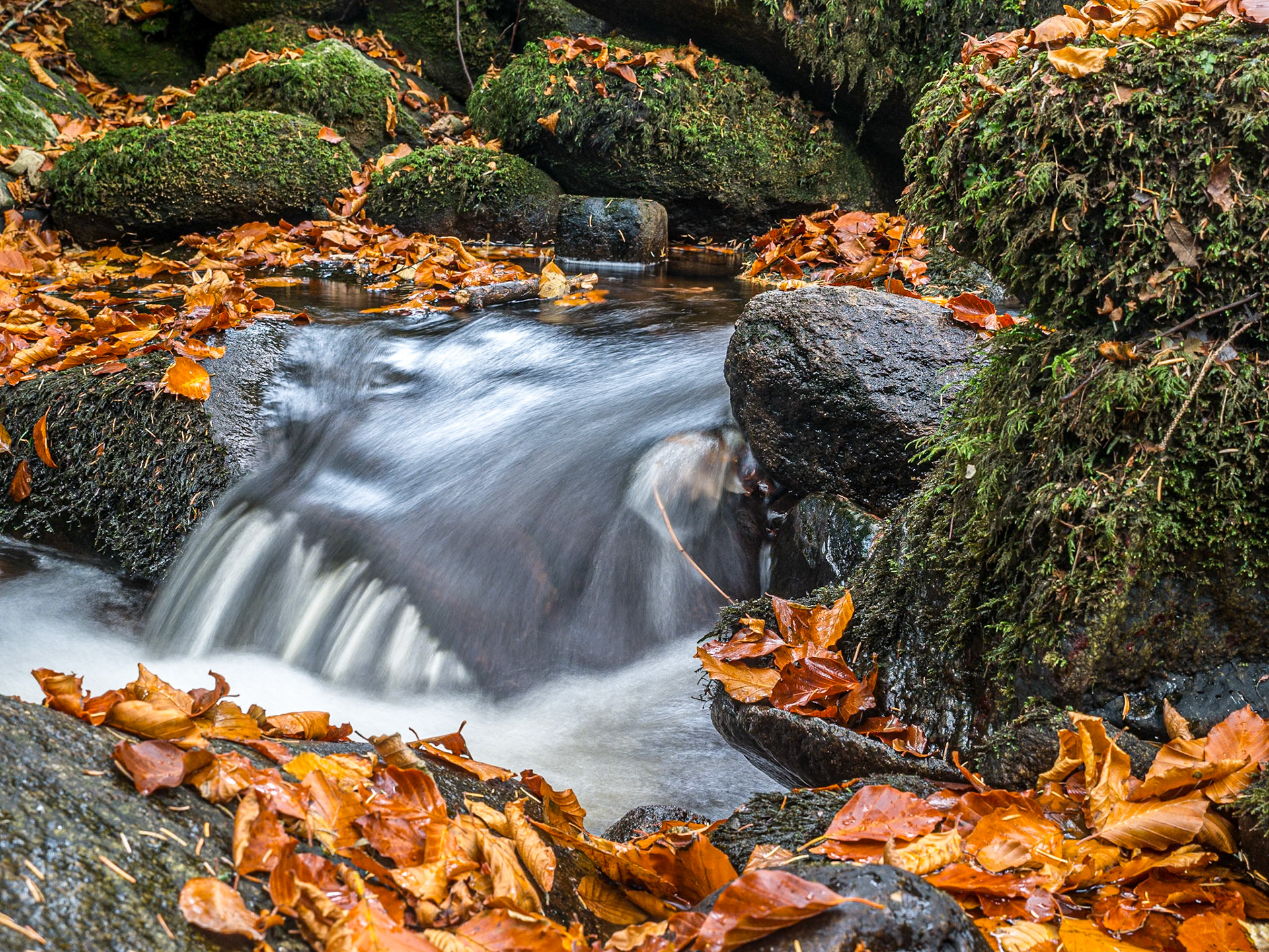Massy's Estate, Co Dublin, 5 Nov 2017