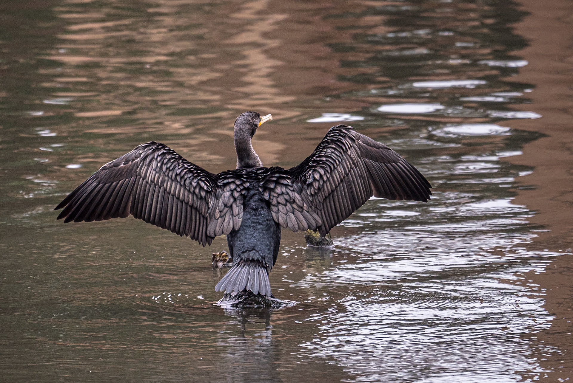 By the Palace of Fine Arts, San Francisco, 3 Feb 2024