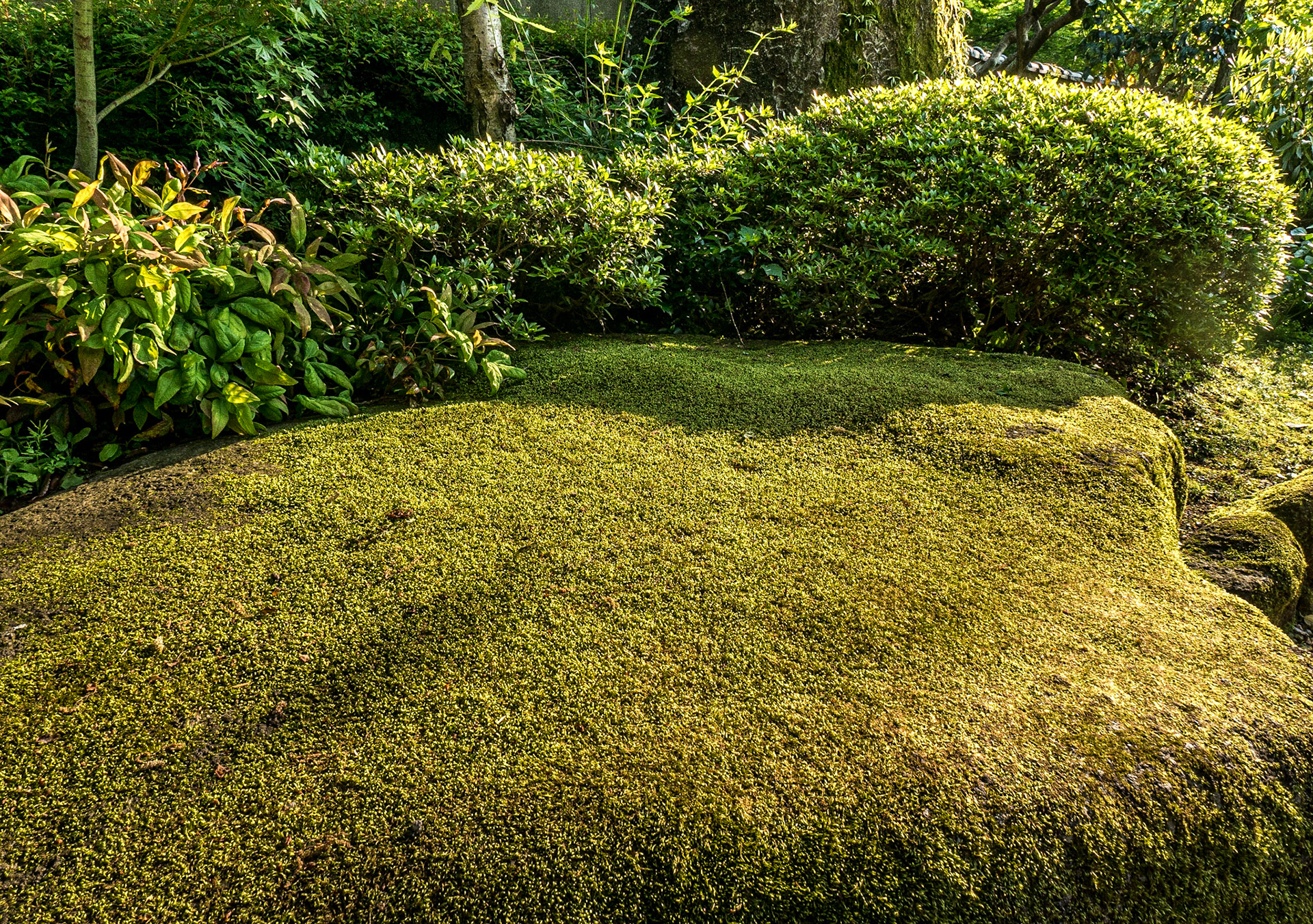 Toshogu Peony Garden, Ueno Park, Tokyo, 30 Apr 2016