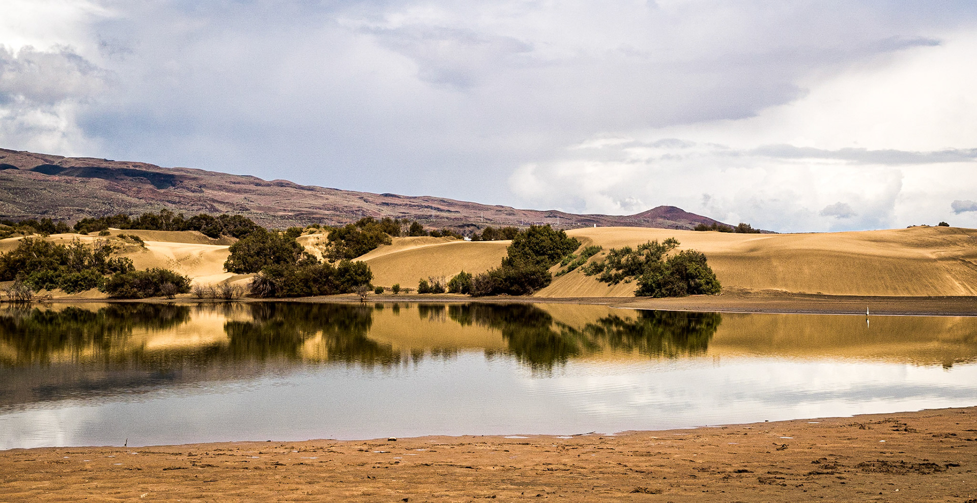 La Charca reserve, Maspalomas, Gran Canaria, 19 Feb 2016