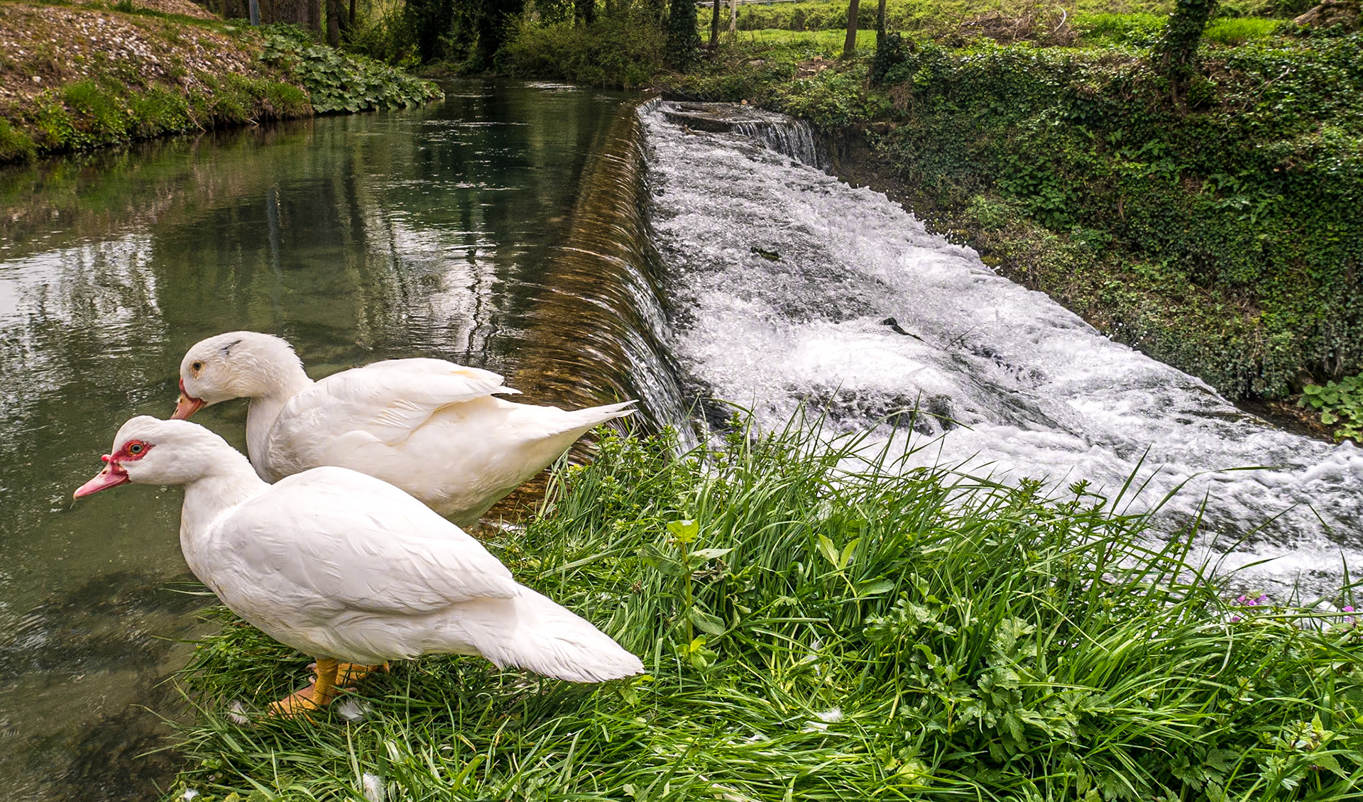 Pale, Umbria, 23 Apr 2015