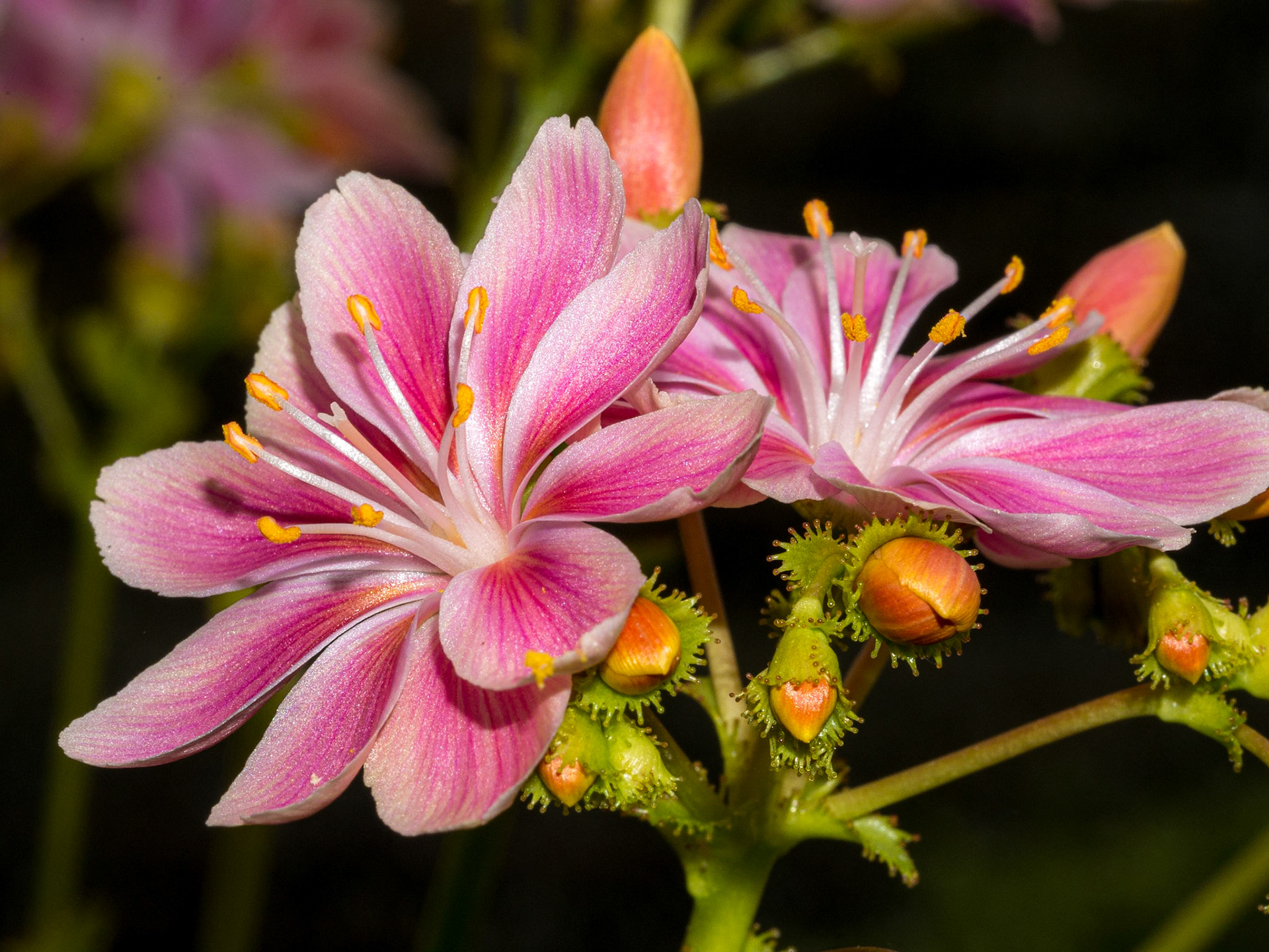 Botanic gardens, Dublin, 25 Jun 2015