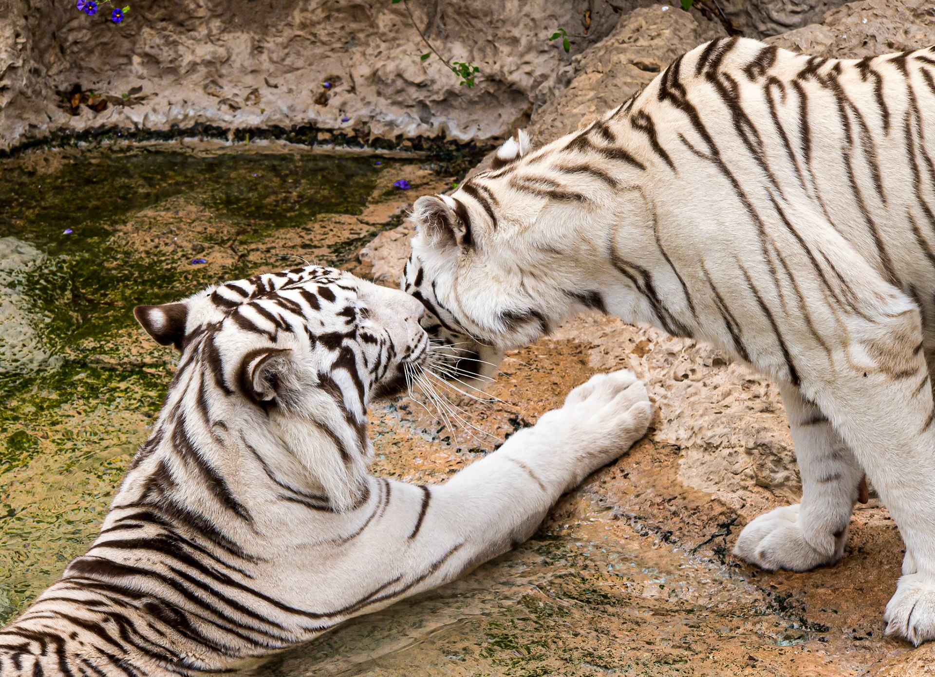 White Bengal Tigers, Loro Parque, Tenerife, 21 Aug 2013