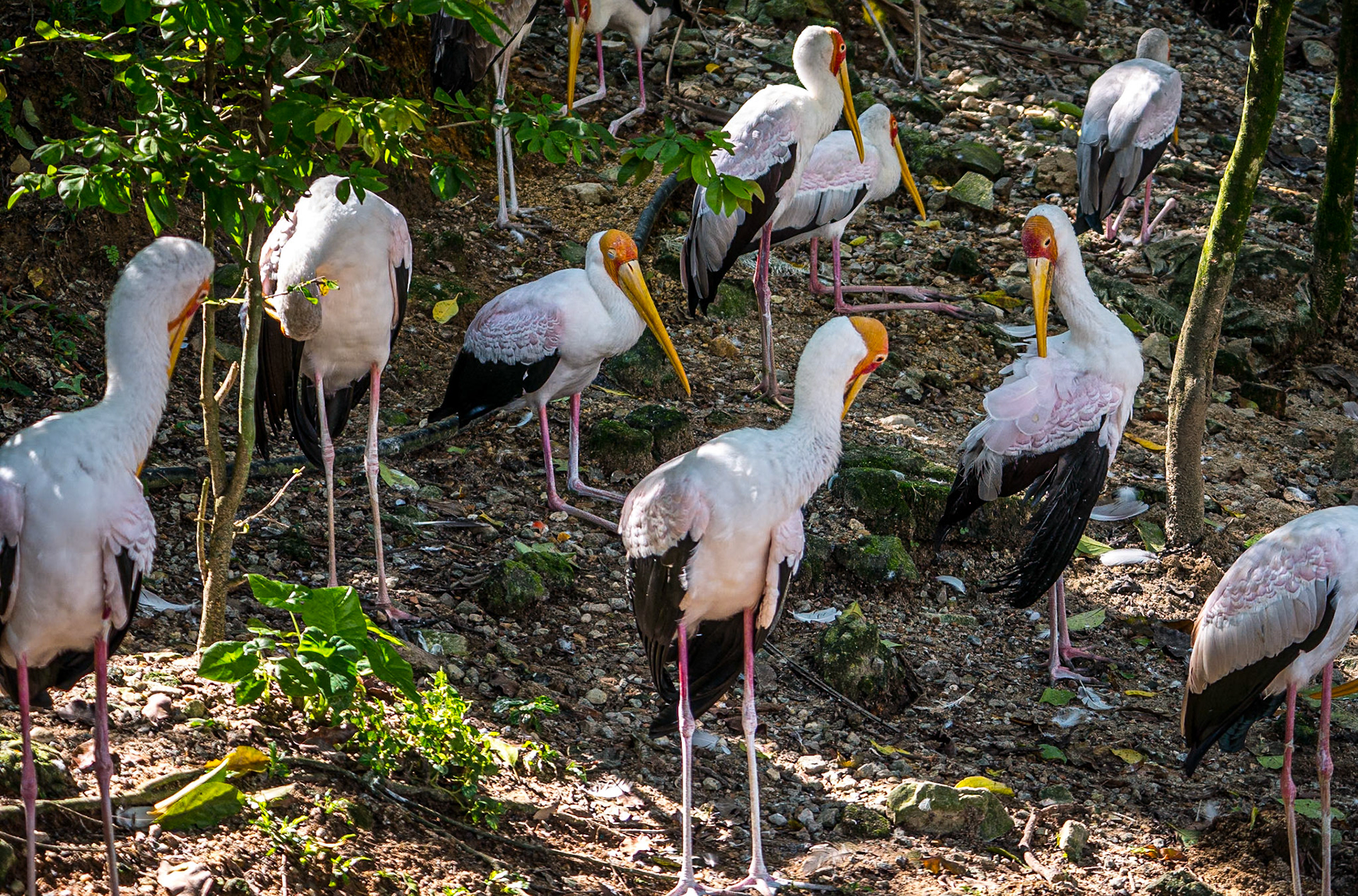 Yellow-billed stork, Kuala Lumpur Bird Park, 1 Jun 2017
