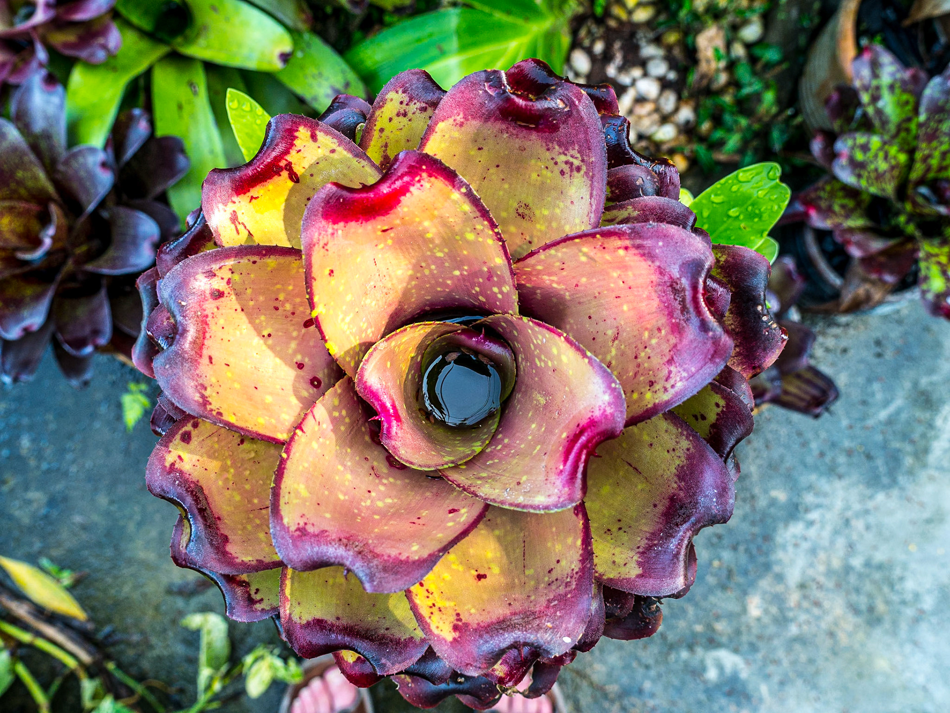 Art &amp; Garden, Penang, 10 Jun 2017