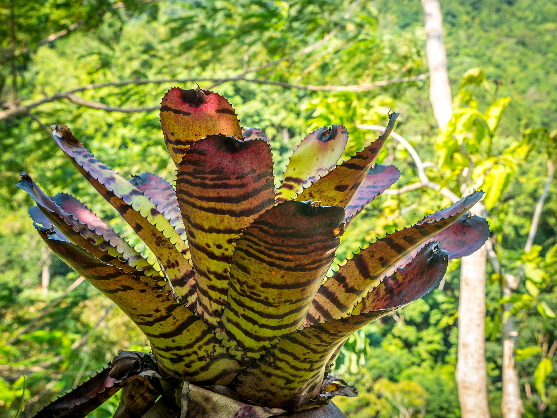 Art &amp; Garden, Penang, 10 Jun 2017