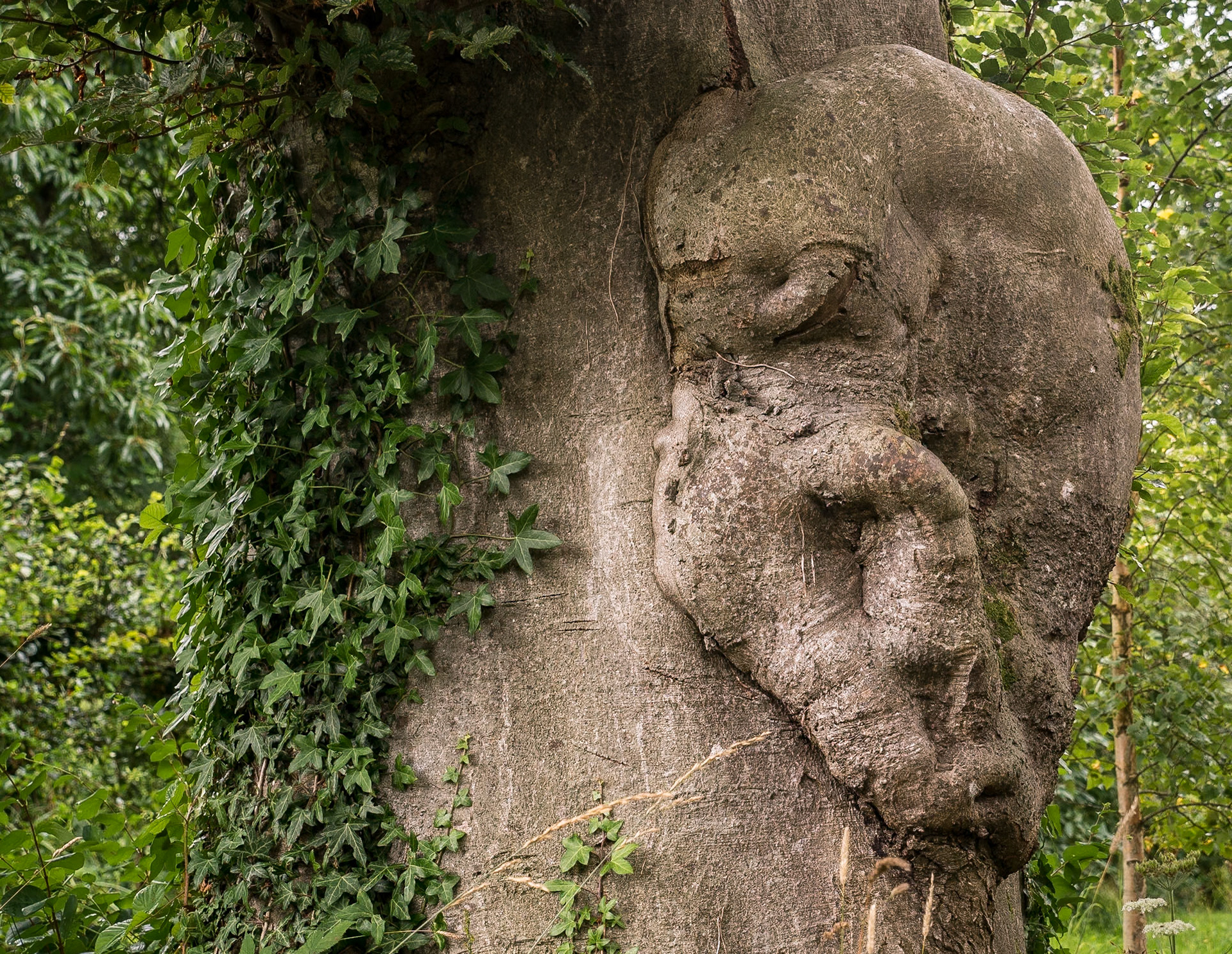 Birr Castle Demesne, Co Offaly, 3 Aug 2016