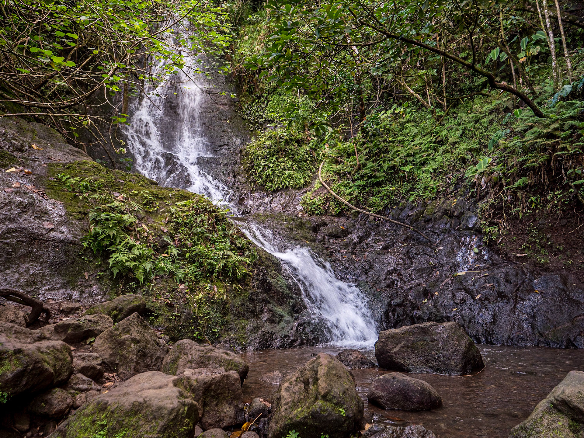 Likeke Falls Trail, Oahu, Hawaii, 31 Jan 2024