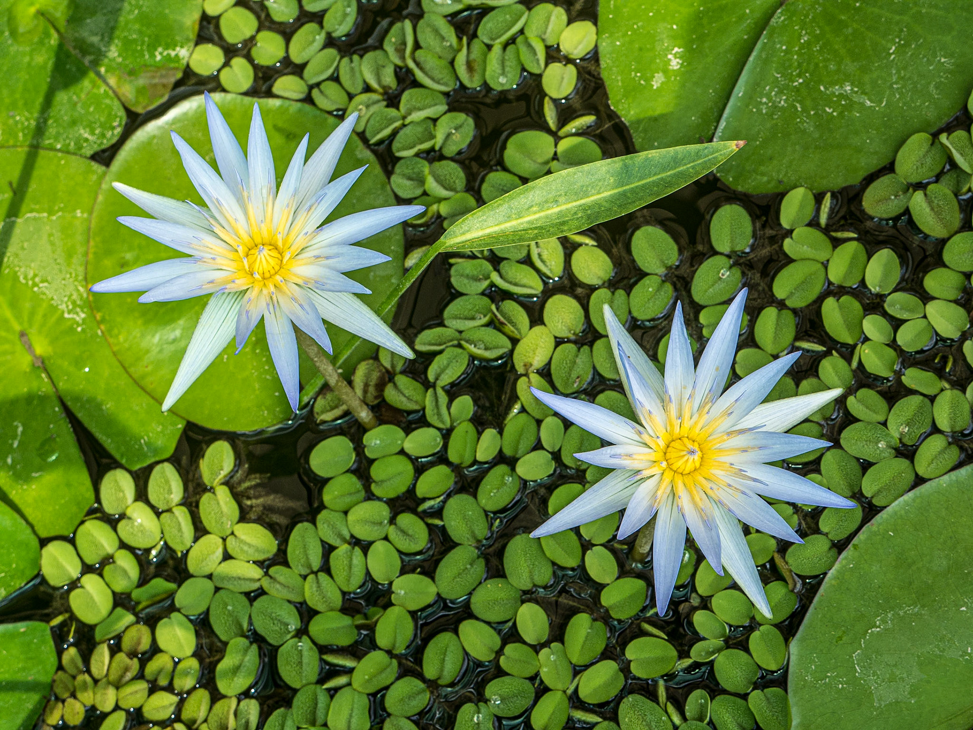 Botanic gardens, Zagreb, 17 May 2015