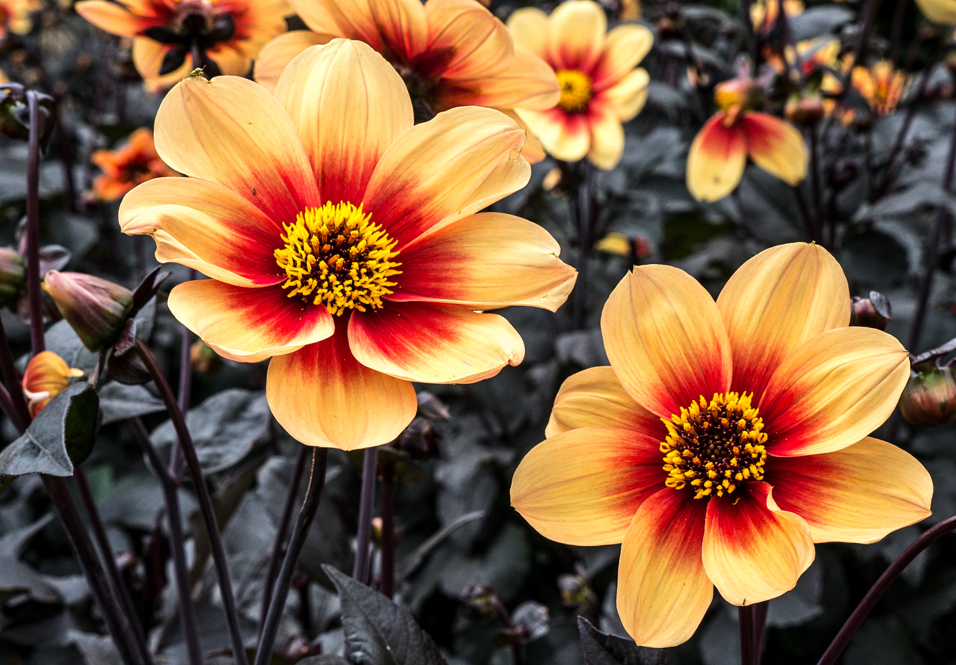 Dahlia "Moonfire", Victorian Kitchen Garden, Phoenix Park, 6 Jul 2018