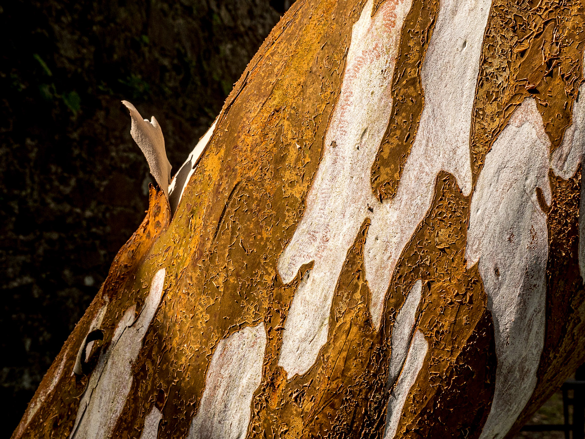 Botanic Gardens, Kilmacurragh, Co Wicklow, 7 Apr 2022
