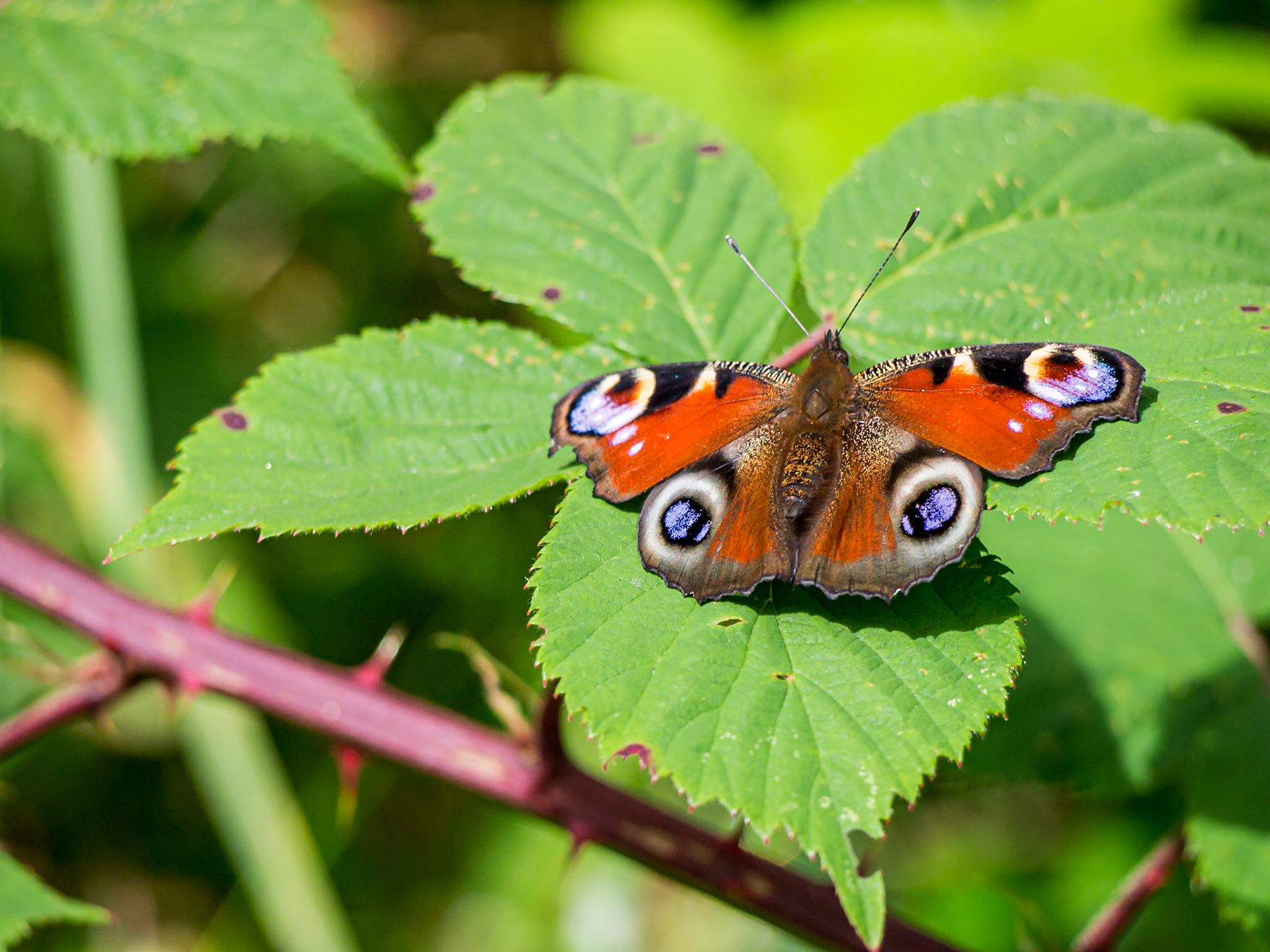 Carrigoligan/Barnaslingan, Co Wicklow, 5 Aug 2013