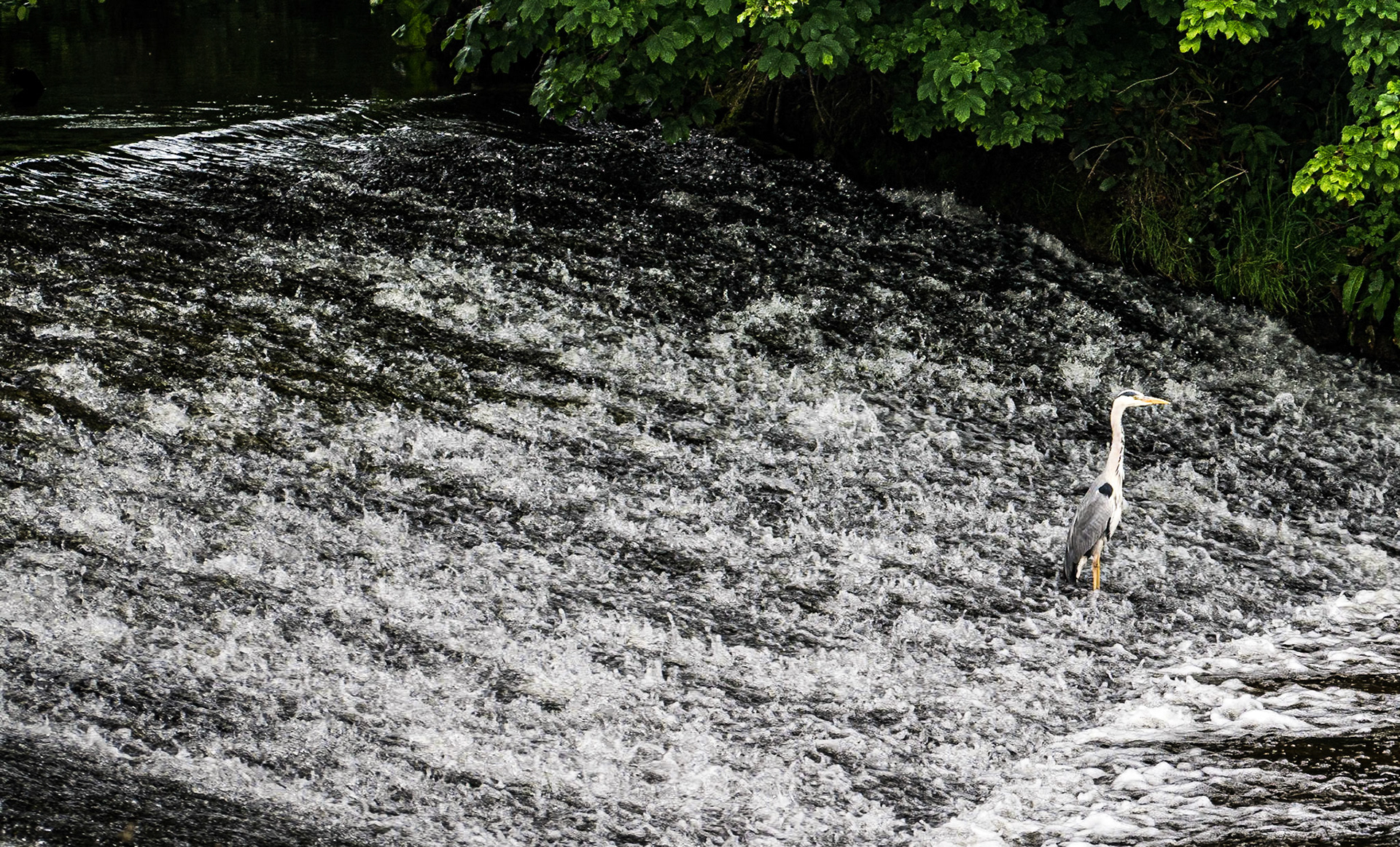Heron, river Barrow, Milford, Co Carlow, 19 Jun 2015