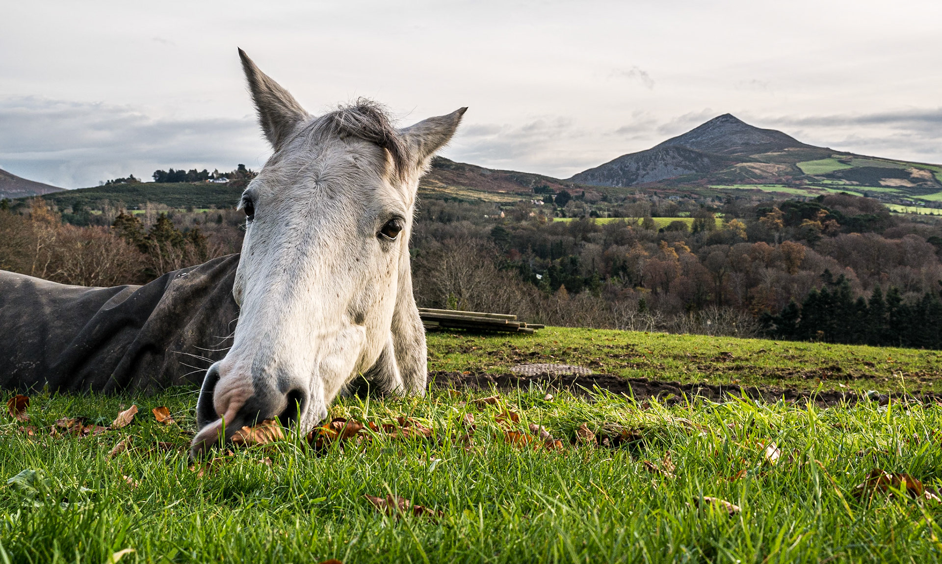 Horse, Powerscourt Estate, Co Wicklow, 25 Nov 2014