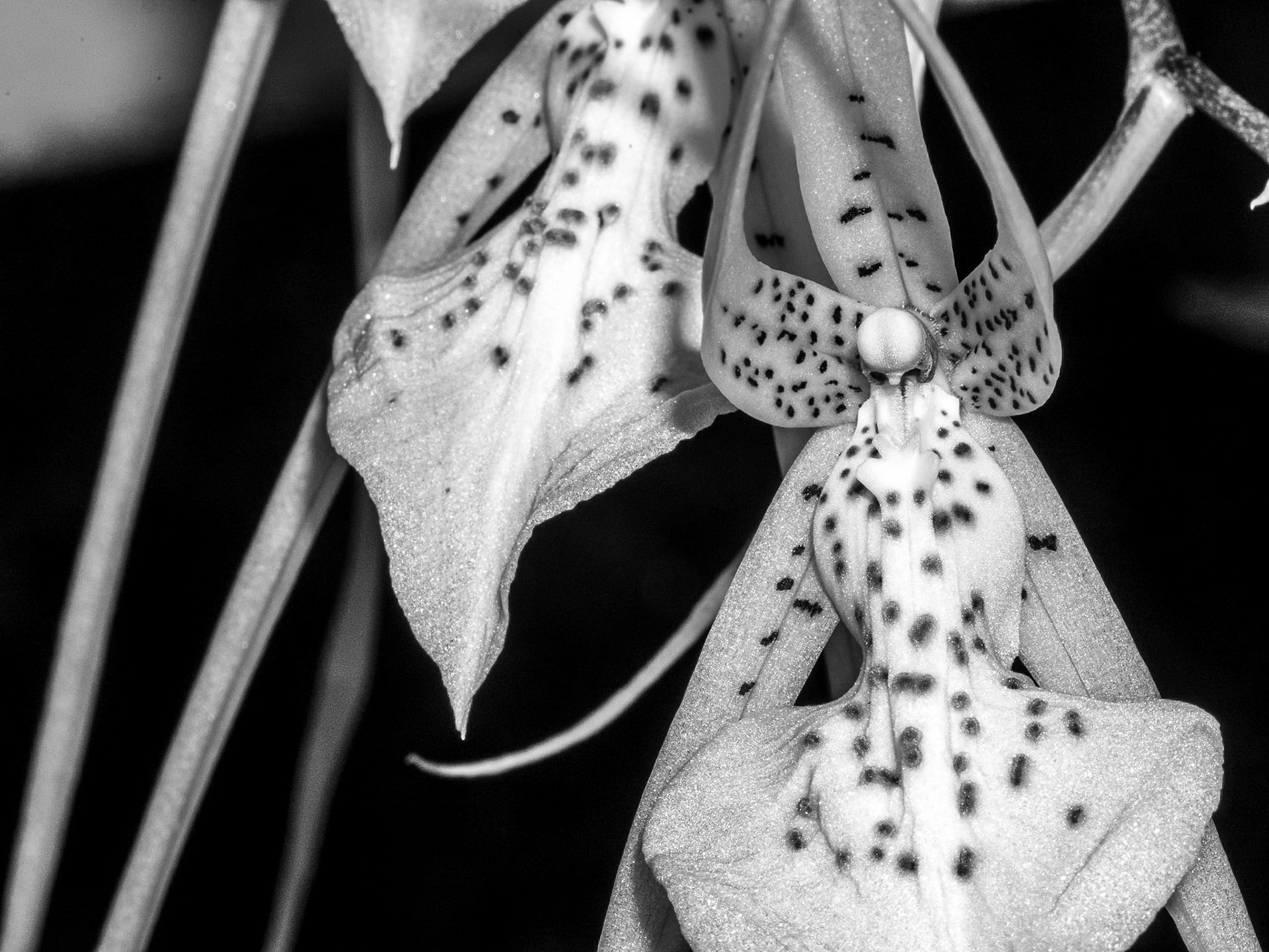 Orchid, Botanic gardens. Dublin, 25 Jun 2015