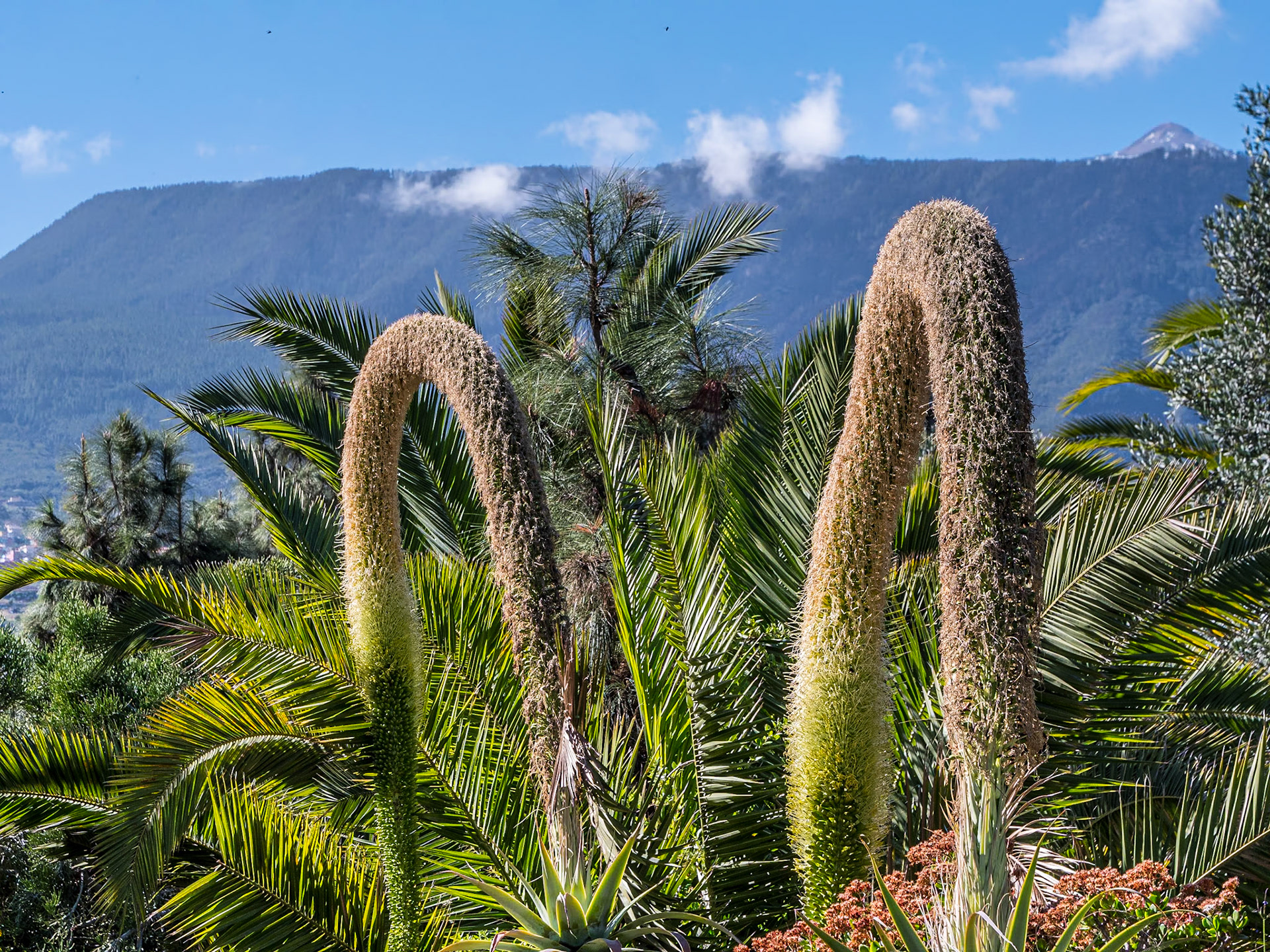 Grounds of Mesón El Monasterio, Tenerife, 25 Feb 2023