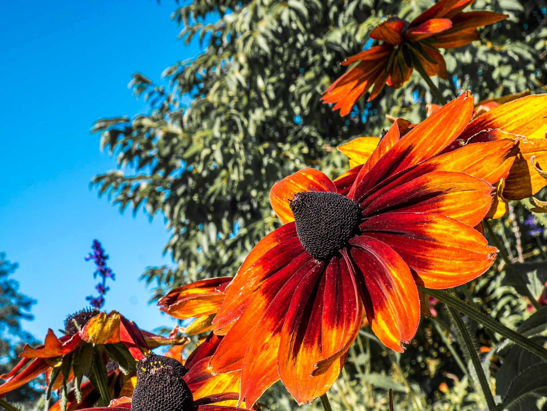 Botanic gardens, Helsinki, 31 Aug 2014