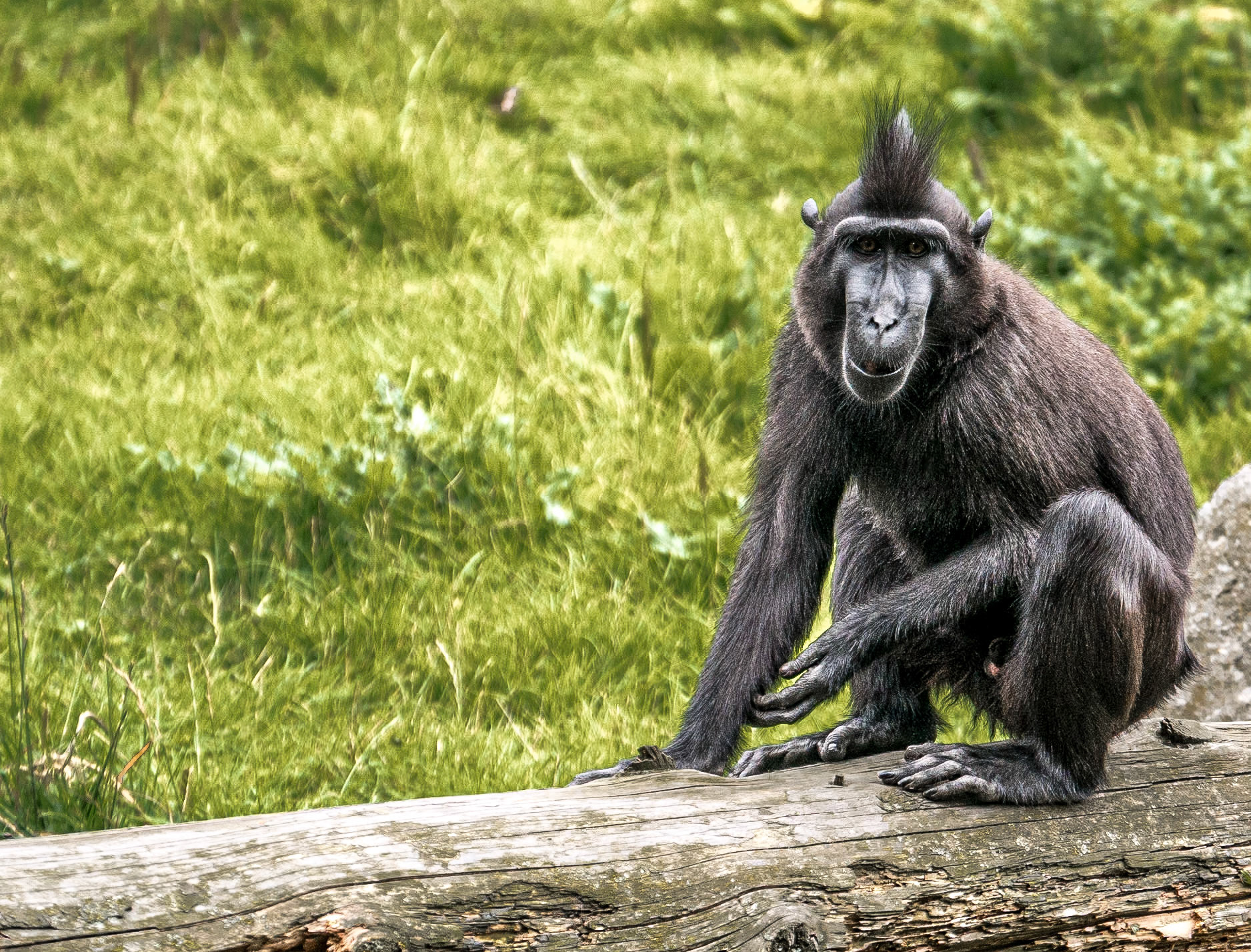 Sulawesi crested macaque, Dublin Zoo, 11 Aug 2015