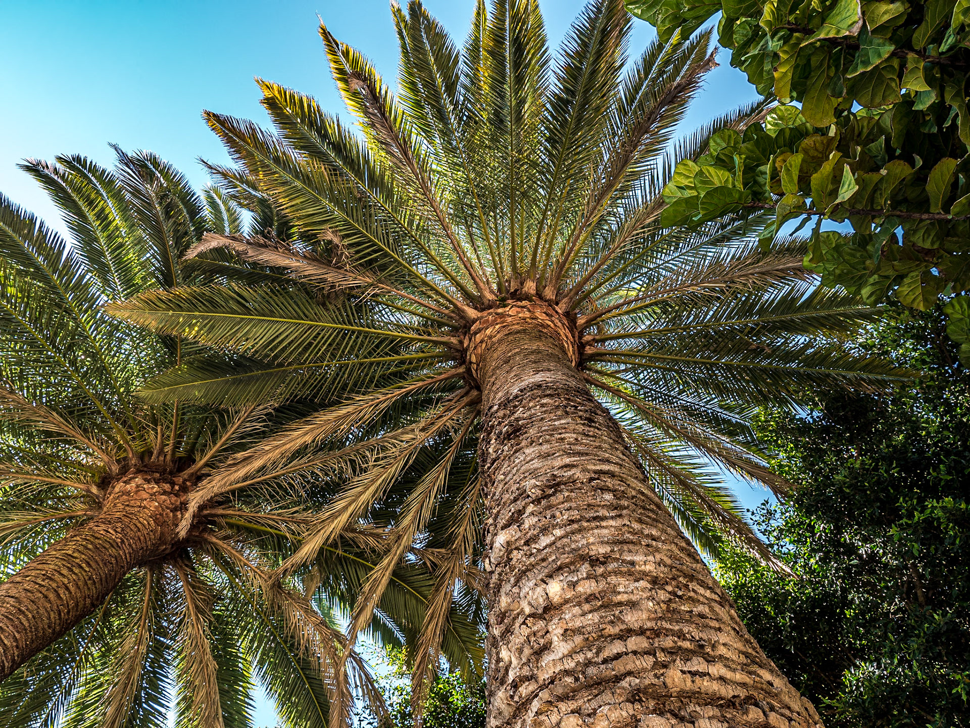 Municipal park, Arucas, Gran Canaria, 1 Feb 2020