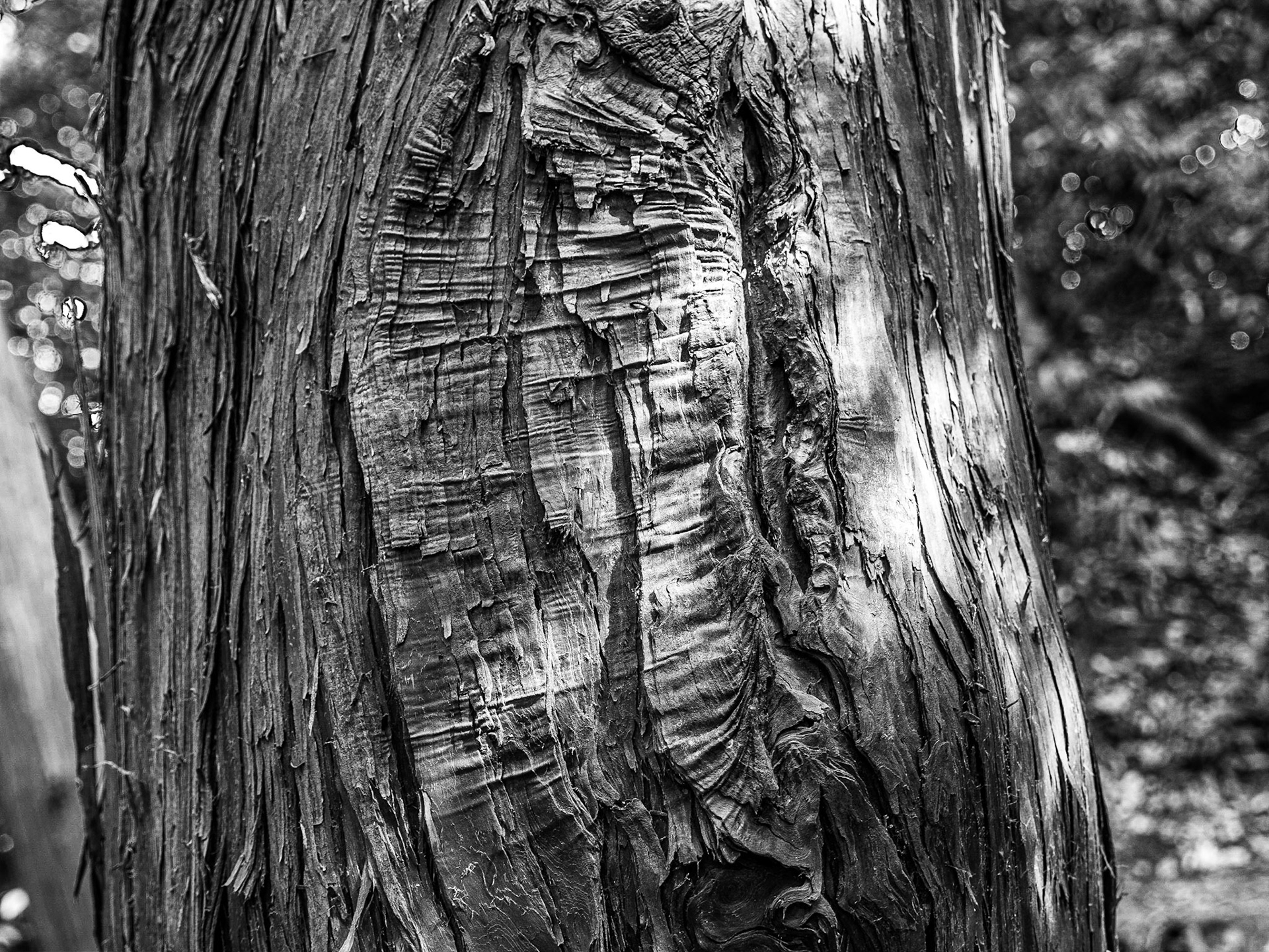 Daibutsu hiking trail, Kamakura, Japan, 1 May 2016