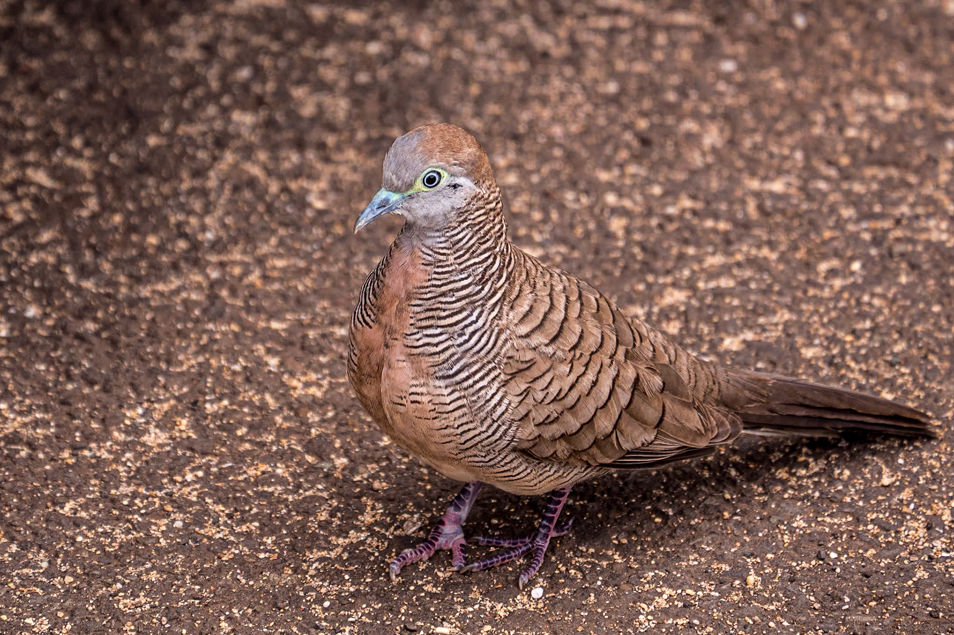Zebra Dove, Haleʻiwa Beach, O'ahu, Hawaii, 29 Jan 2024