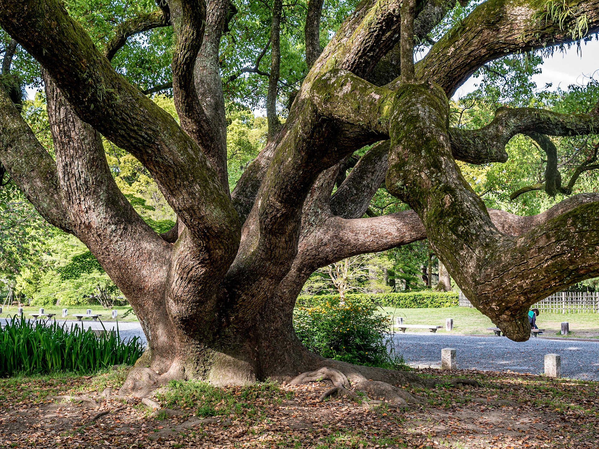 Imperial Palace National Garden, Kyoto, 26 Apr 2016