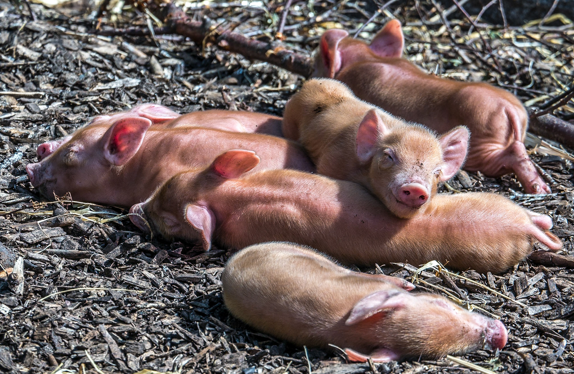 Piglets, Dublin Zoo, 11 Aug 2015