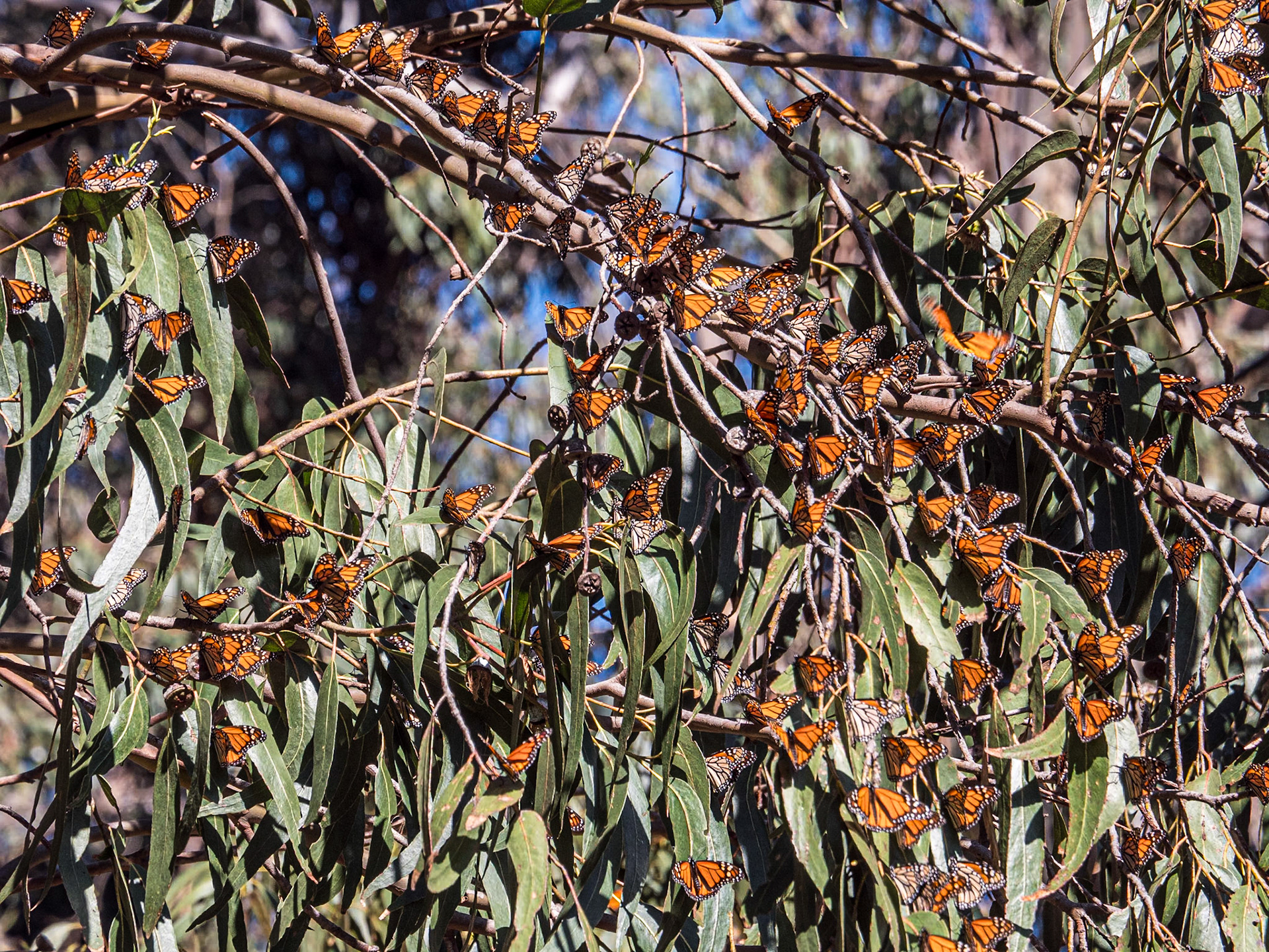 Monarch Butterfly Grove, Pismo Beach, California, 25 Jan 2024