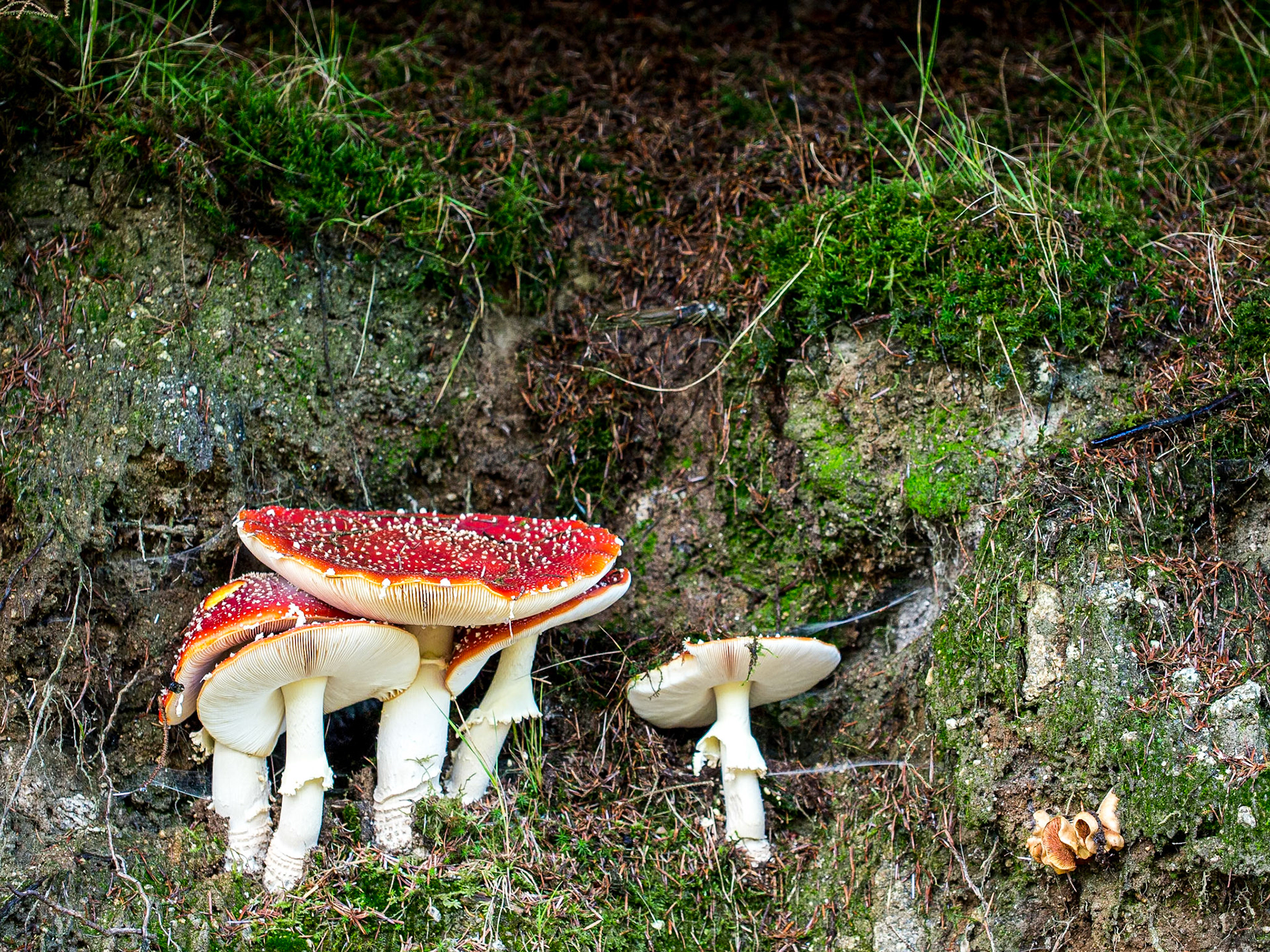 Near Boranaralty Bridge, Dublin mountains, 20 Oct 2013