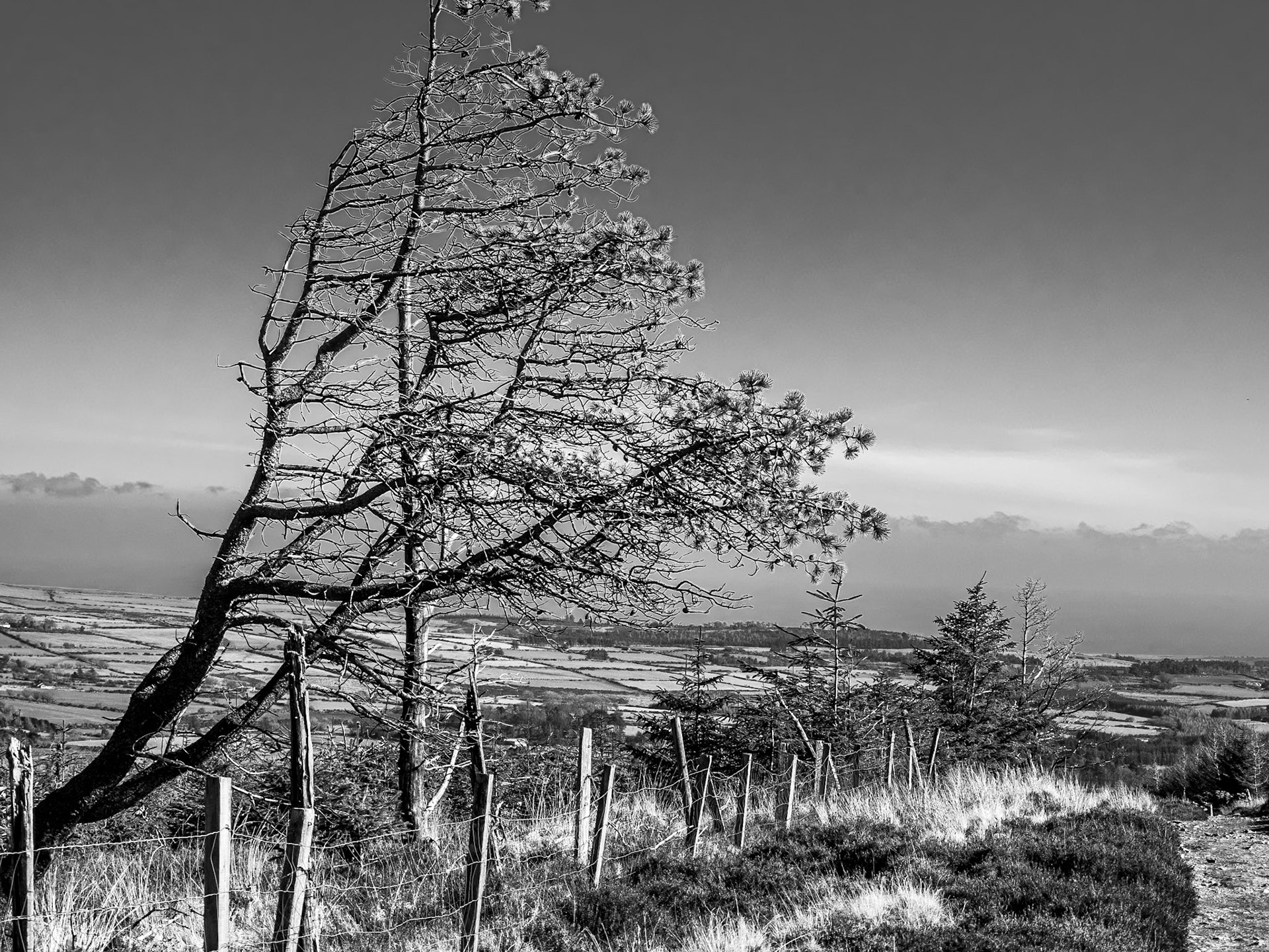 Djouce Woods, 13 Mar 2015