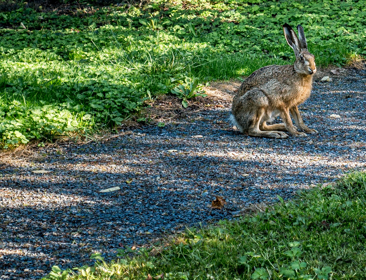Hare, botanic gardens, Helsinki, 31 Aug 2014