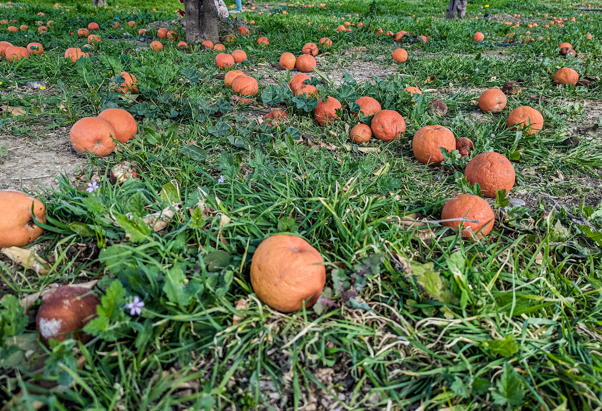 Nicosia, 15 Feb 2025