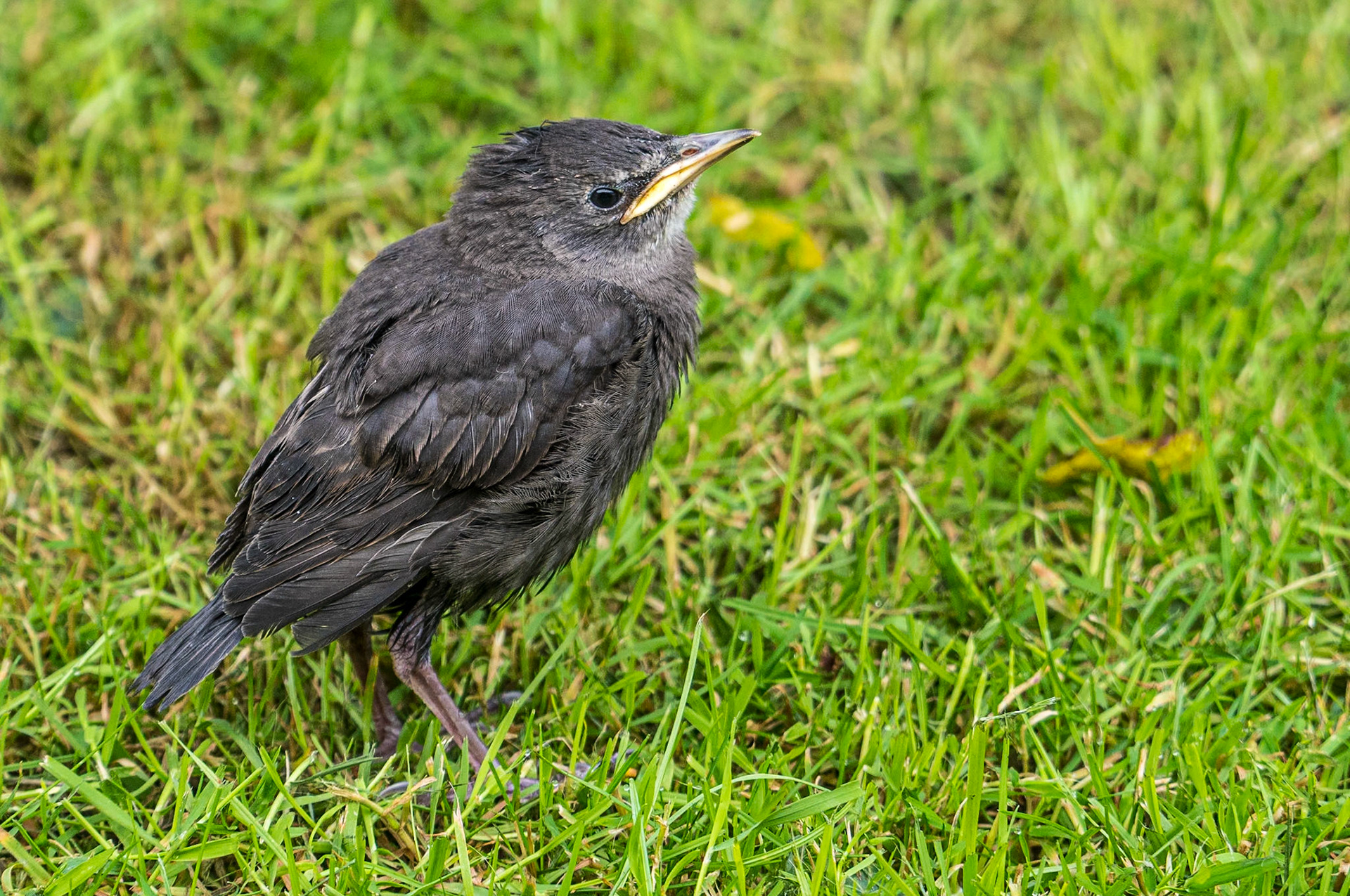 Young starling, back garden, 24 Jun 2019