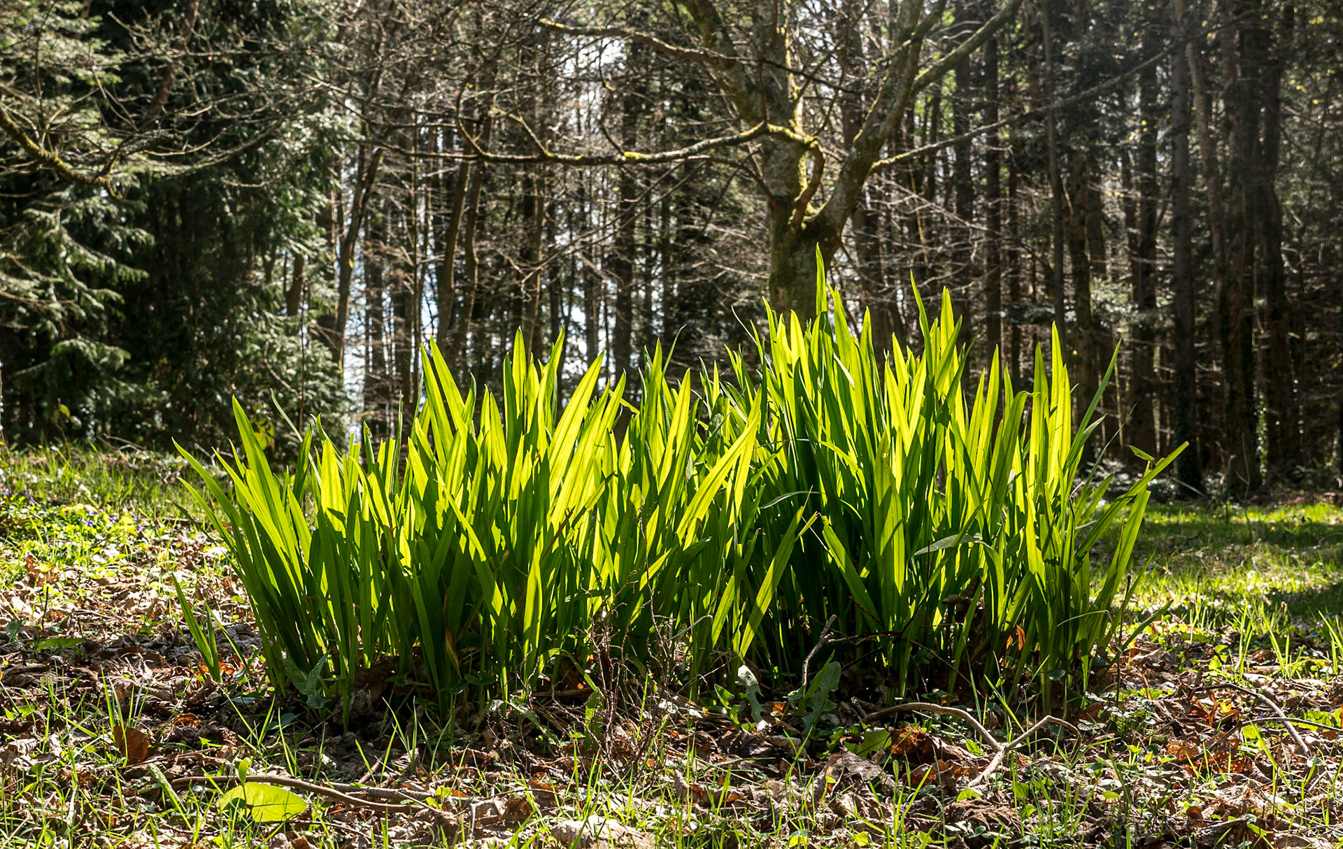 John F Kennedy Arboretum, Co Wexford, 6 Apr 2022