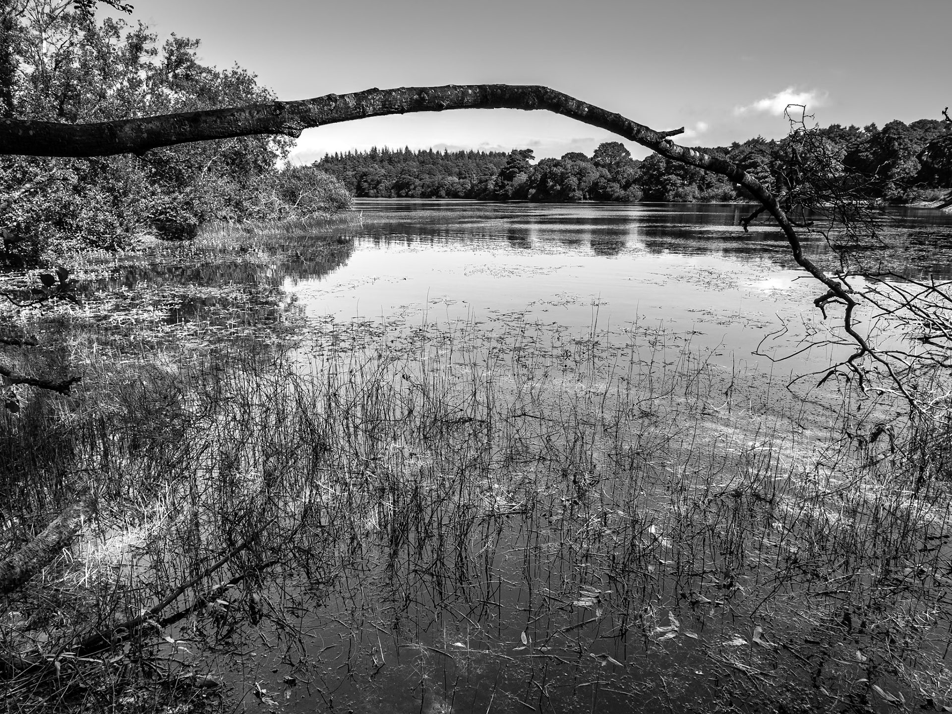 Vartry reservoir, Co Wicklow, 10 Sep 2014