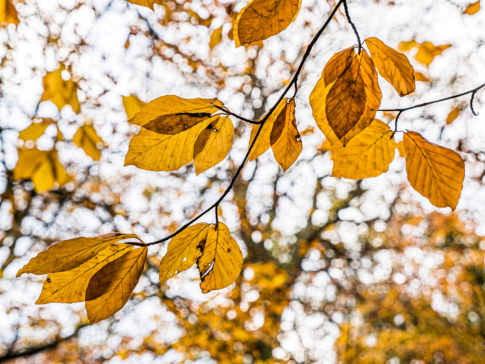 Powerscourt Estate, Co Wicklow, 16 Nov 2014