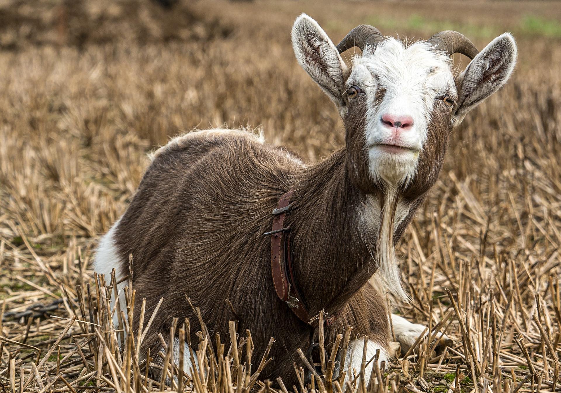 Goat, at ploughing event, Co Louth, 4 Sep 2016