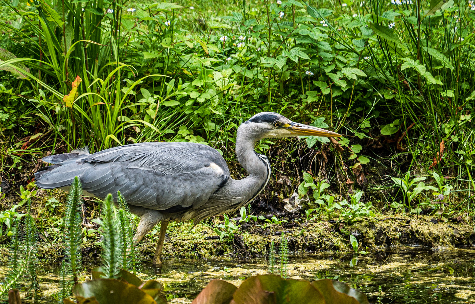 Heron, Botanic gardens, Dublin, 25 Jun 2015