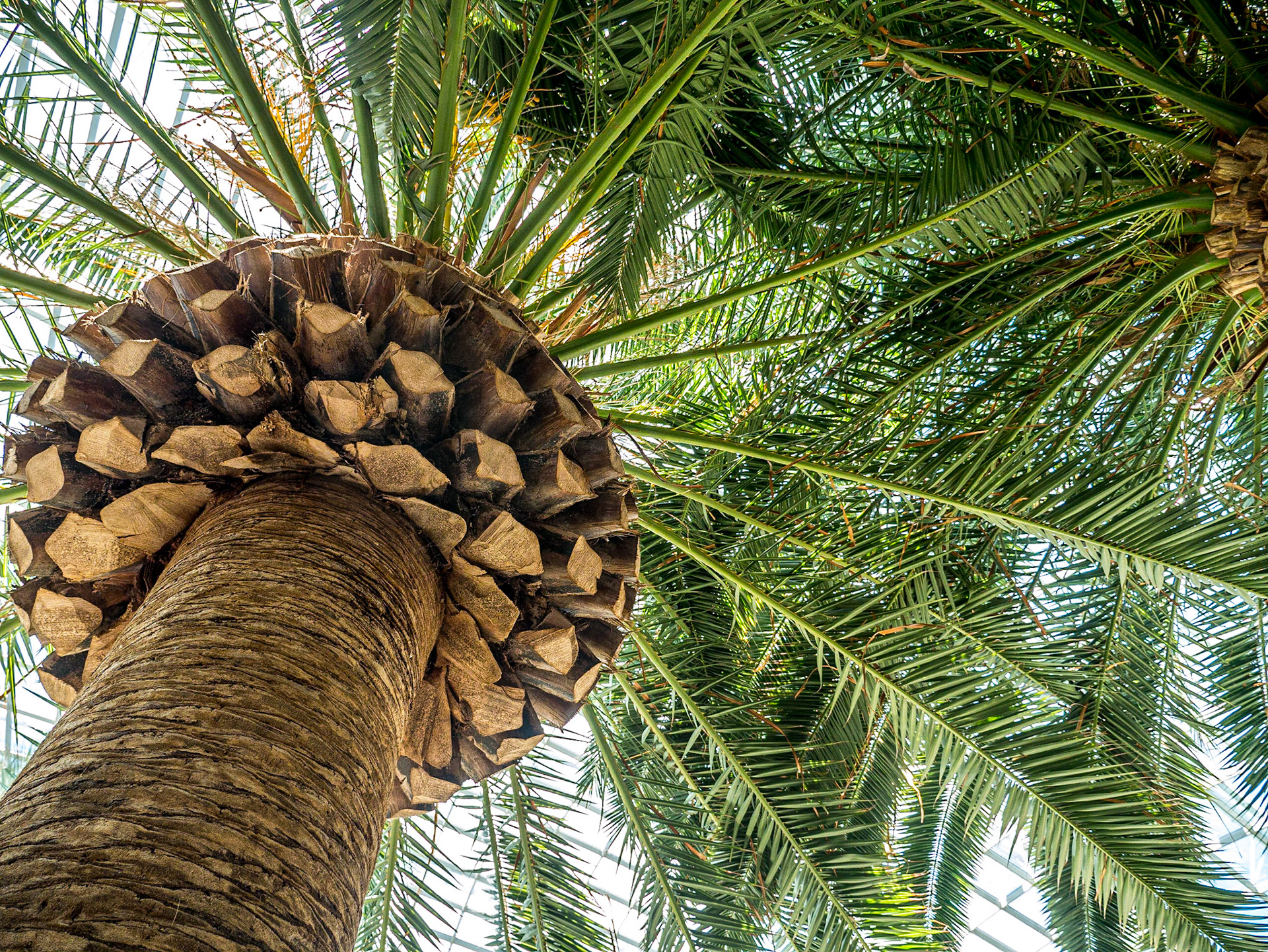 Phoenix Canariensis (Canary Island Date Palm), Flower Dome, Gardens by the Bay, Singapore, 3 Jun 2017