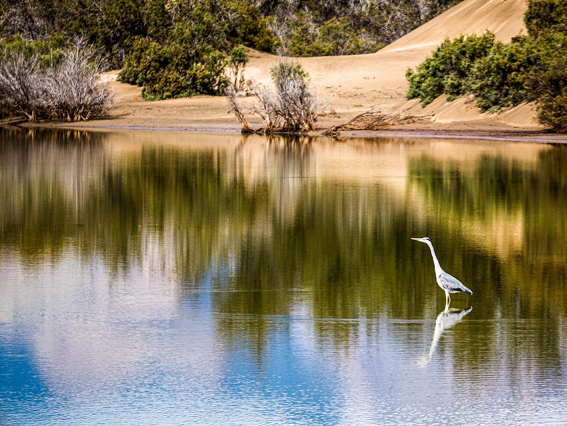 La Charca reserve, Maspalomas, Gran Canaria, 19 Feb 2016