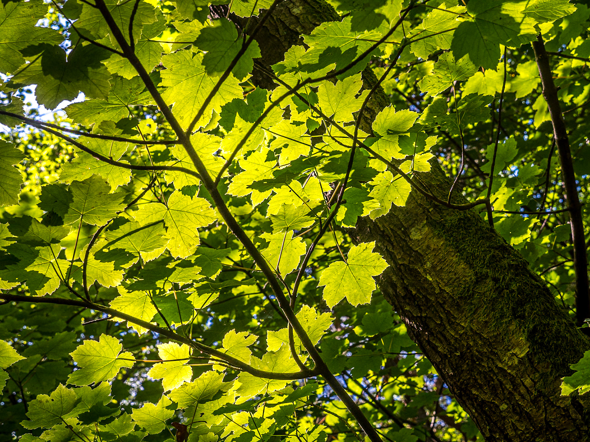 Knockree, 15 Jun 2020