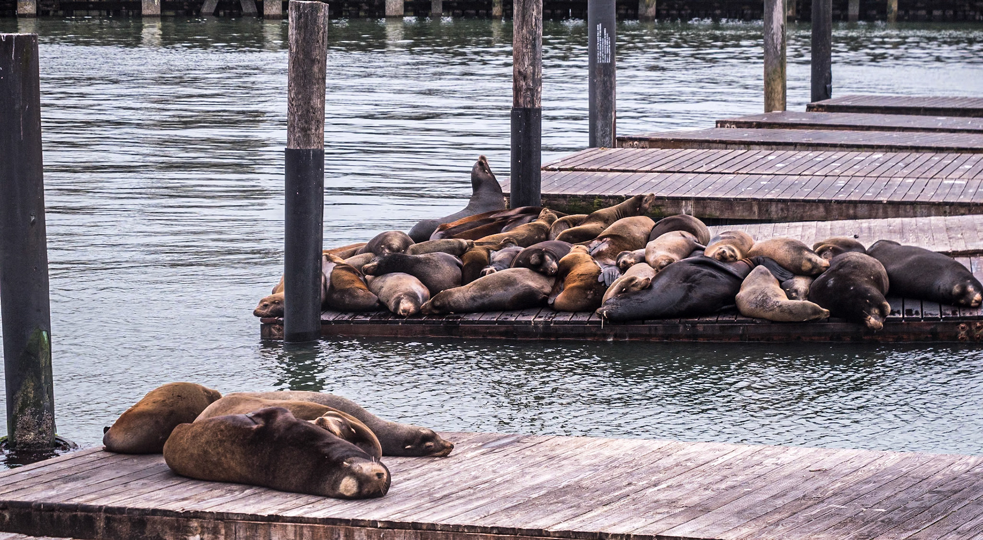 Seals, Pier 39, San Francisco, 3 Feb 2024