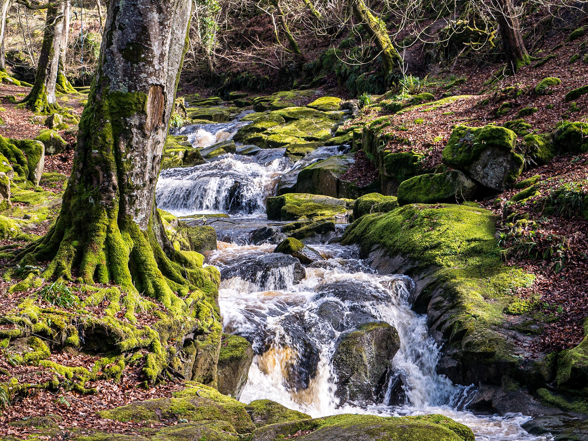 At Cloghleagh Bridge, Co Wicklow, 8 Mar 2017